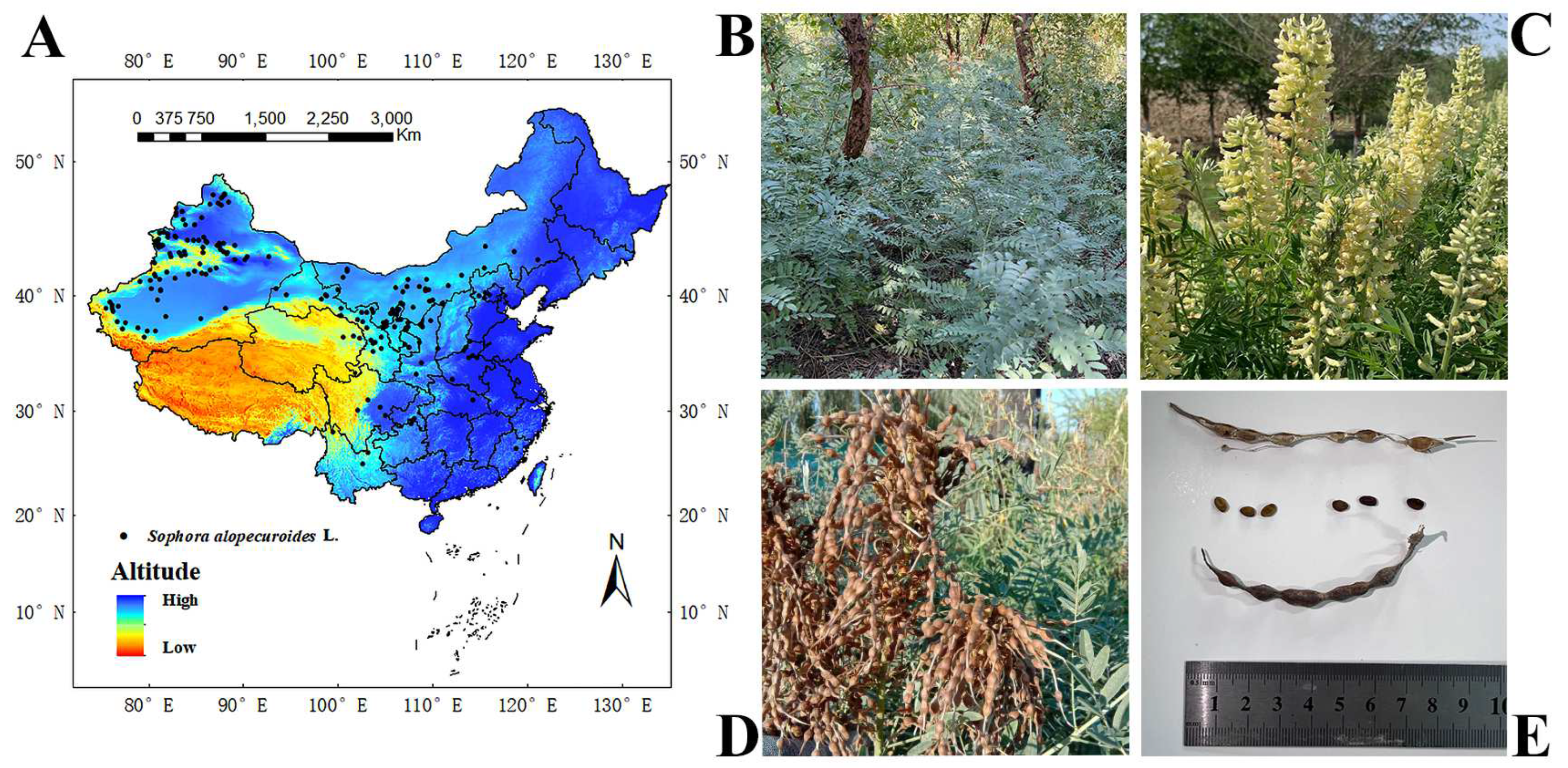 Plants 13 01424 g001