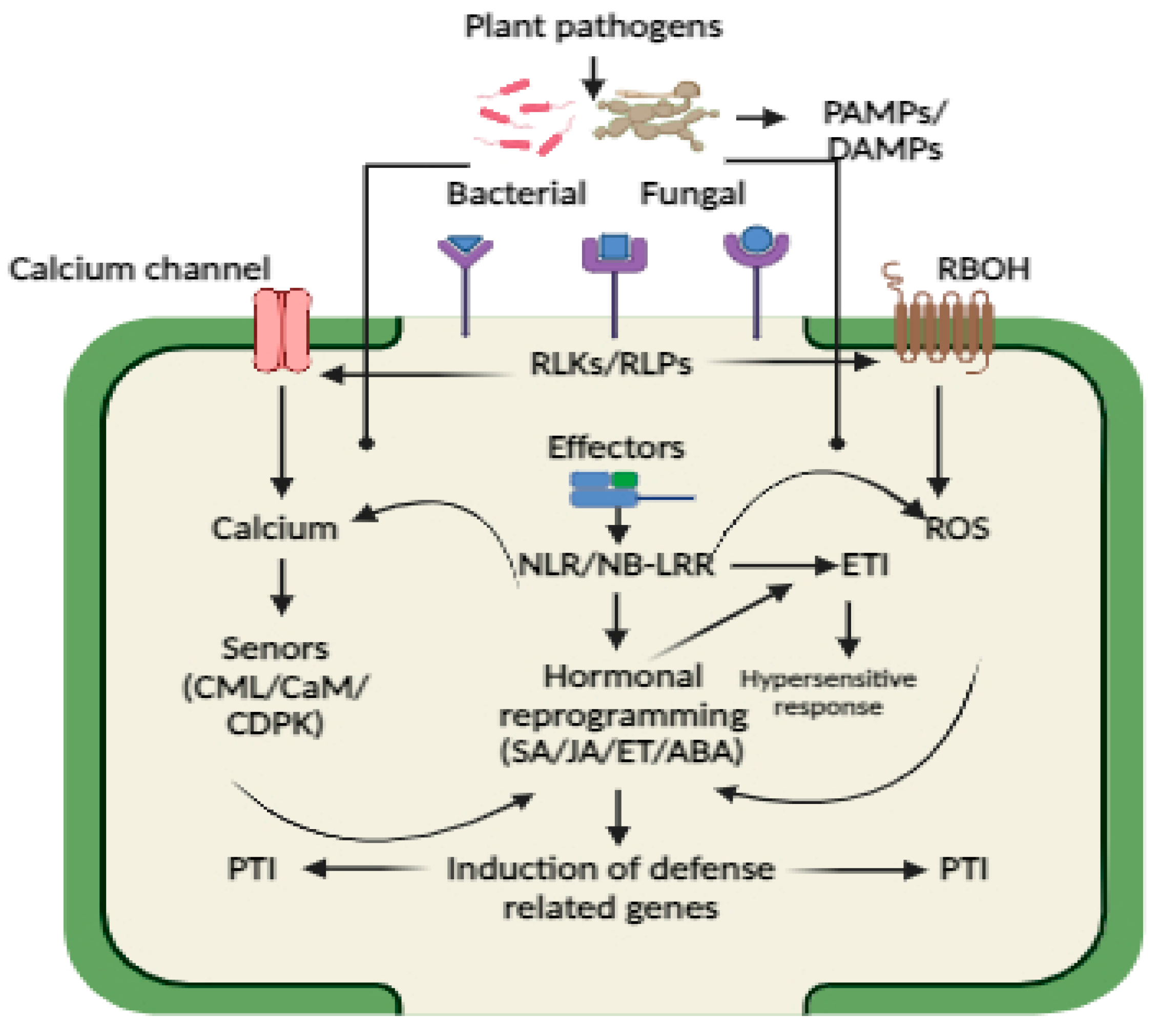 Plants 13 01434 g002