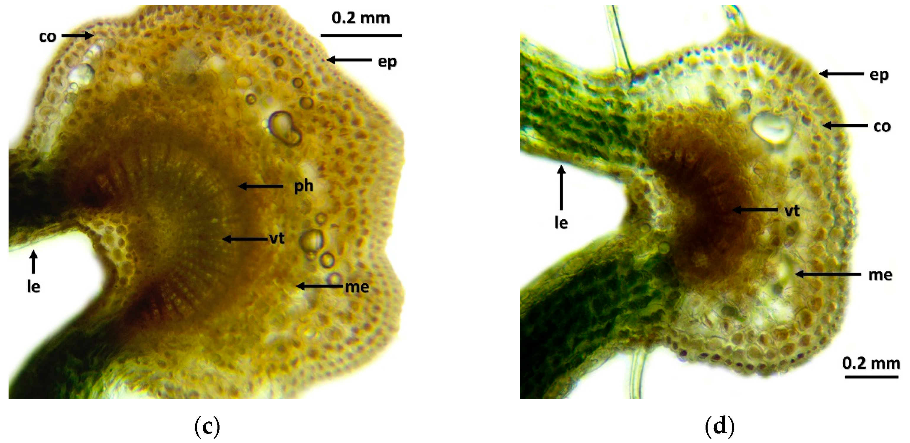 Plants 13 01446 g001b