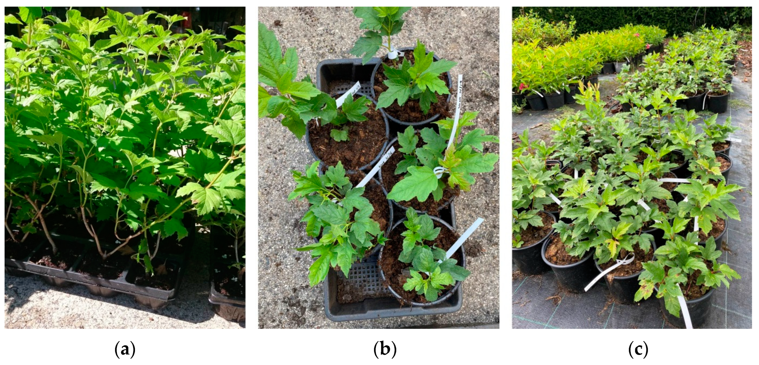 Plants 13 01446 g007