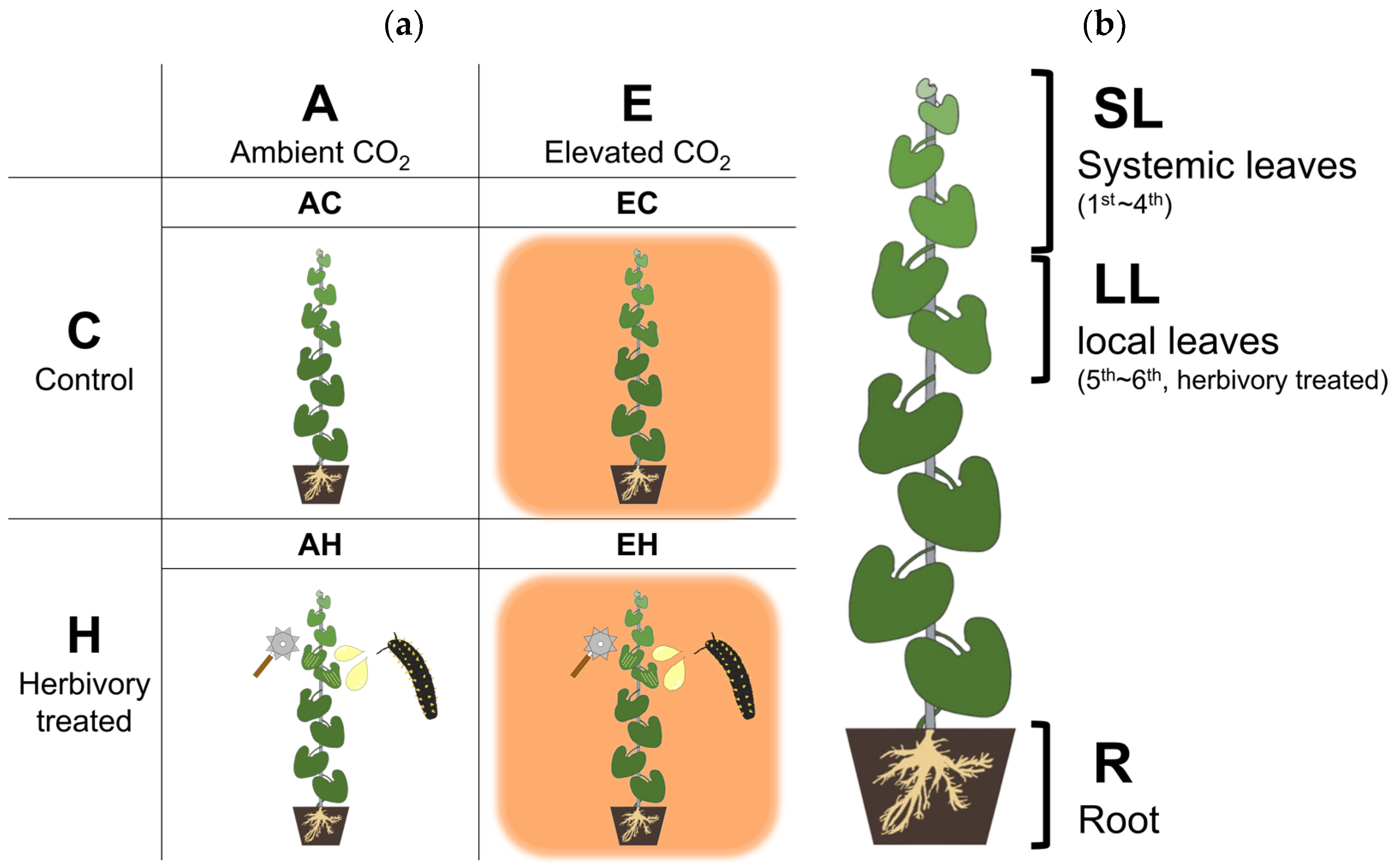 Plants 13 01456 g005