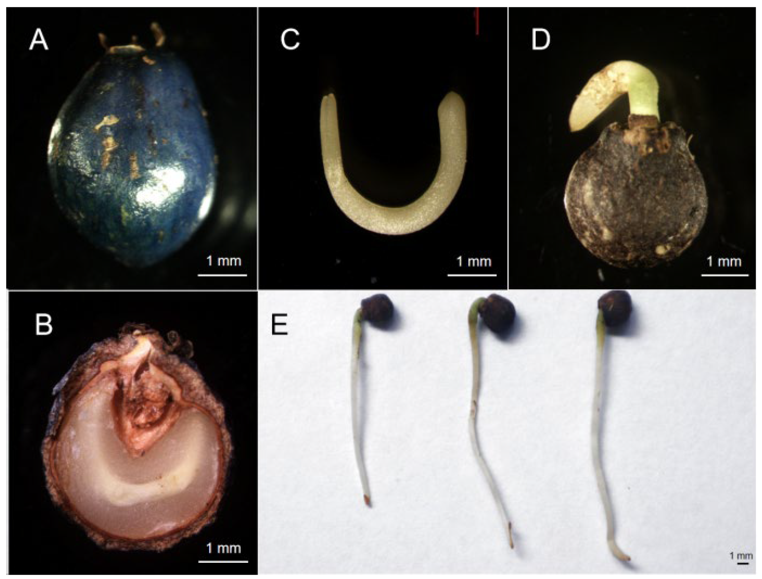 Plants 13 01459 g006