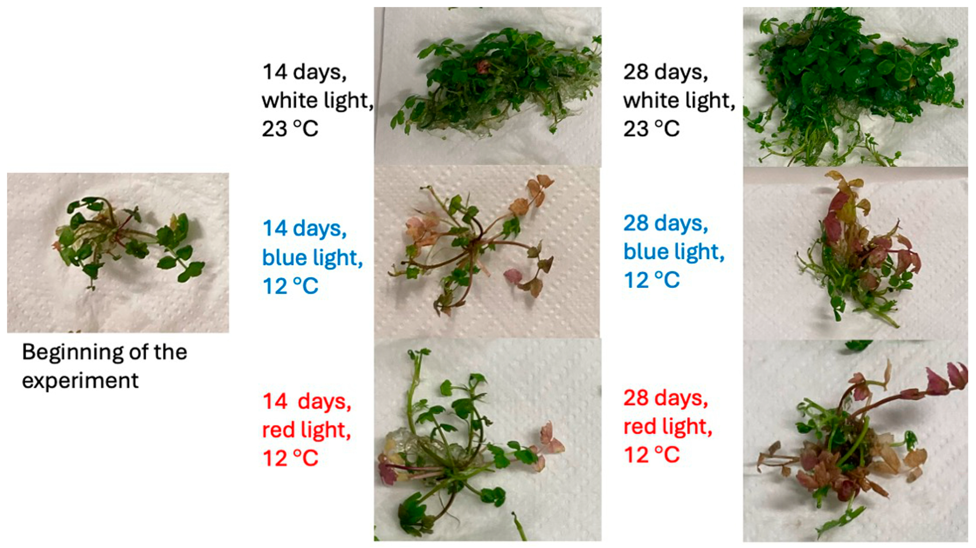 Plants 13 01463 g001