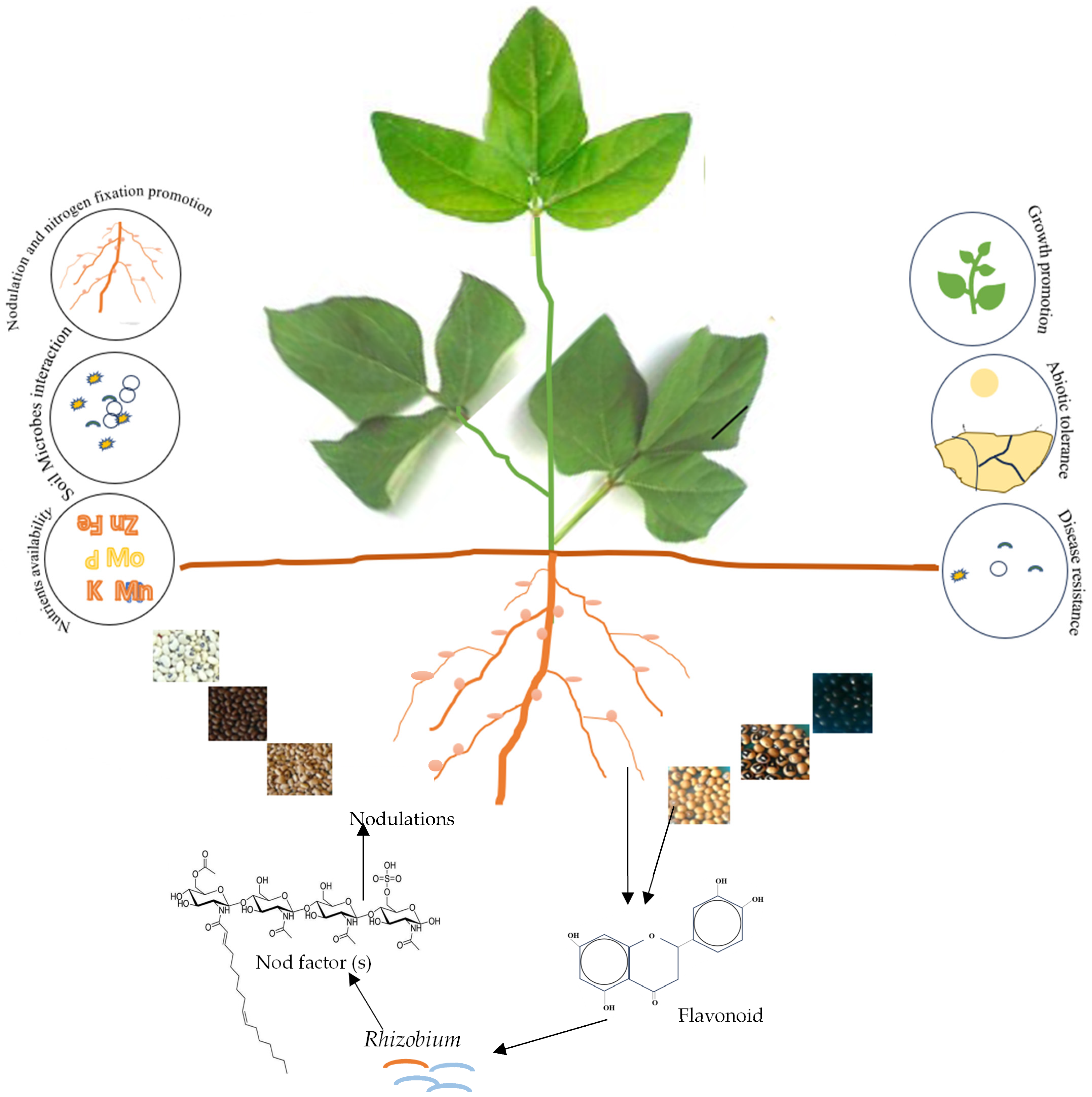 Plants 13 01464 g001