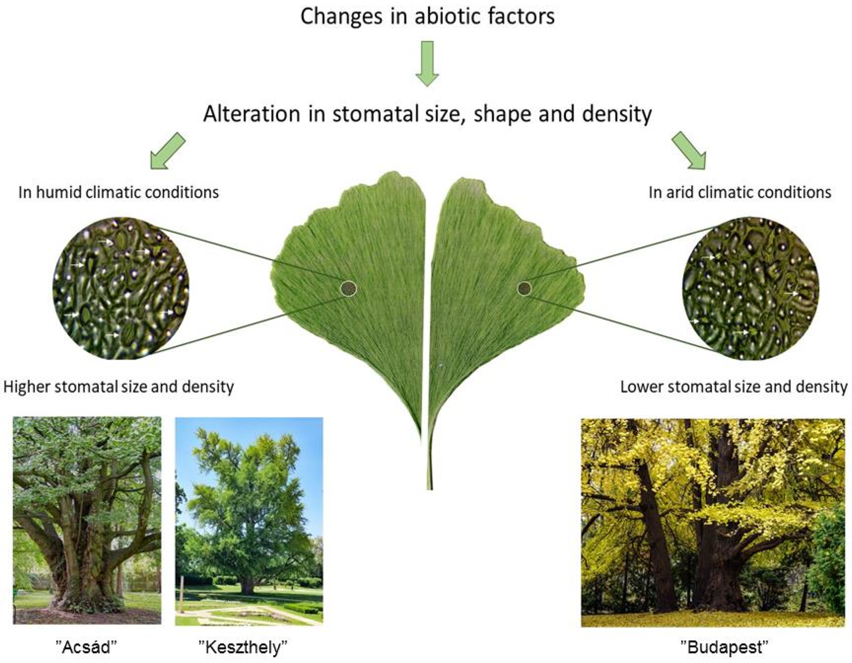 Plants 13 01470 g008