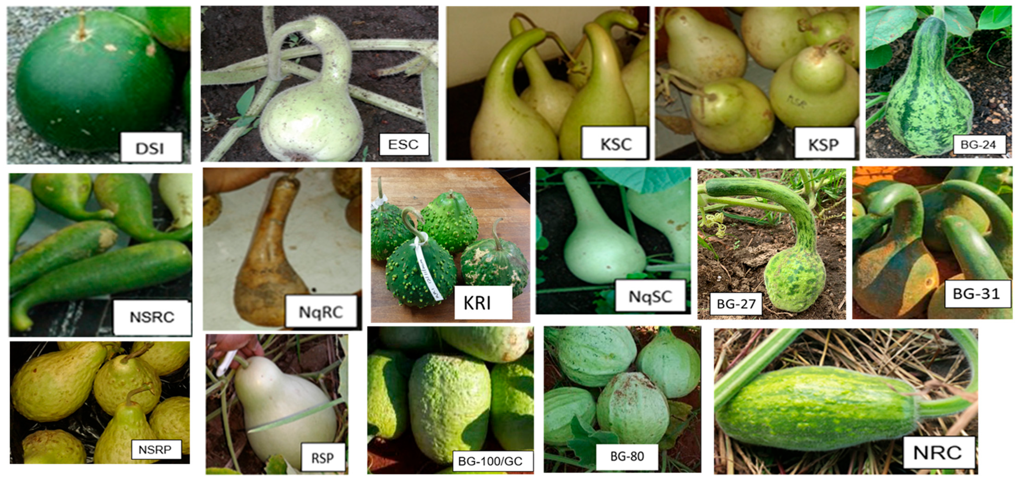 Plants 13 01475 g001 Plants 13 01475 g001