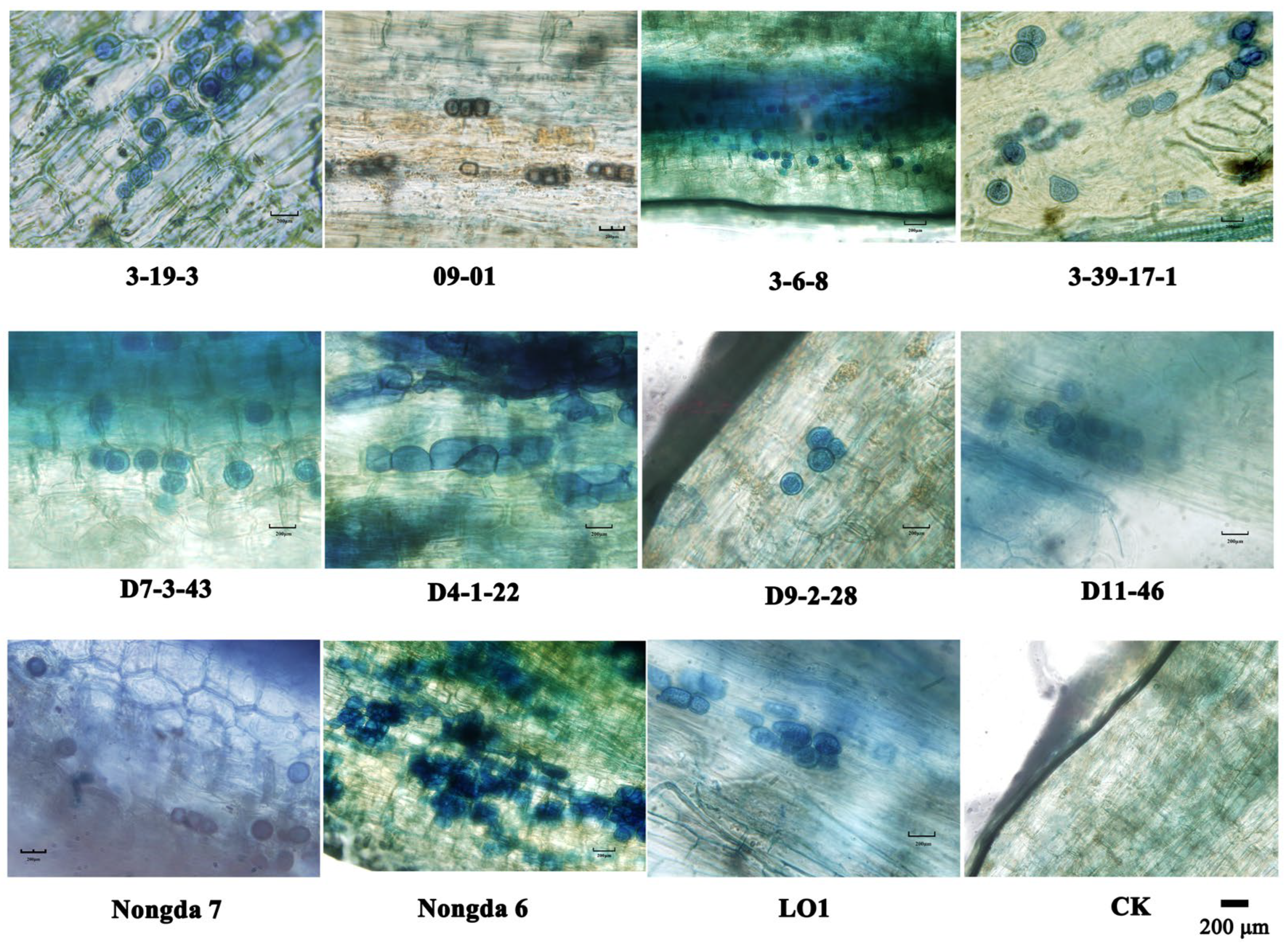 Plants 13 01482 g001