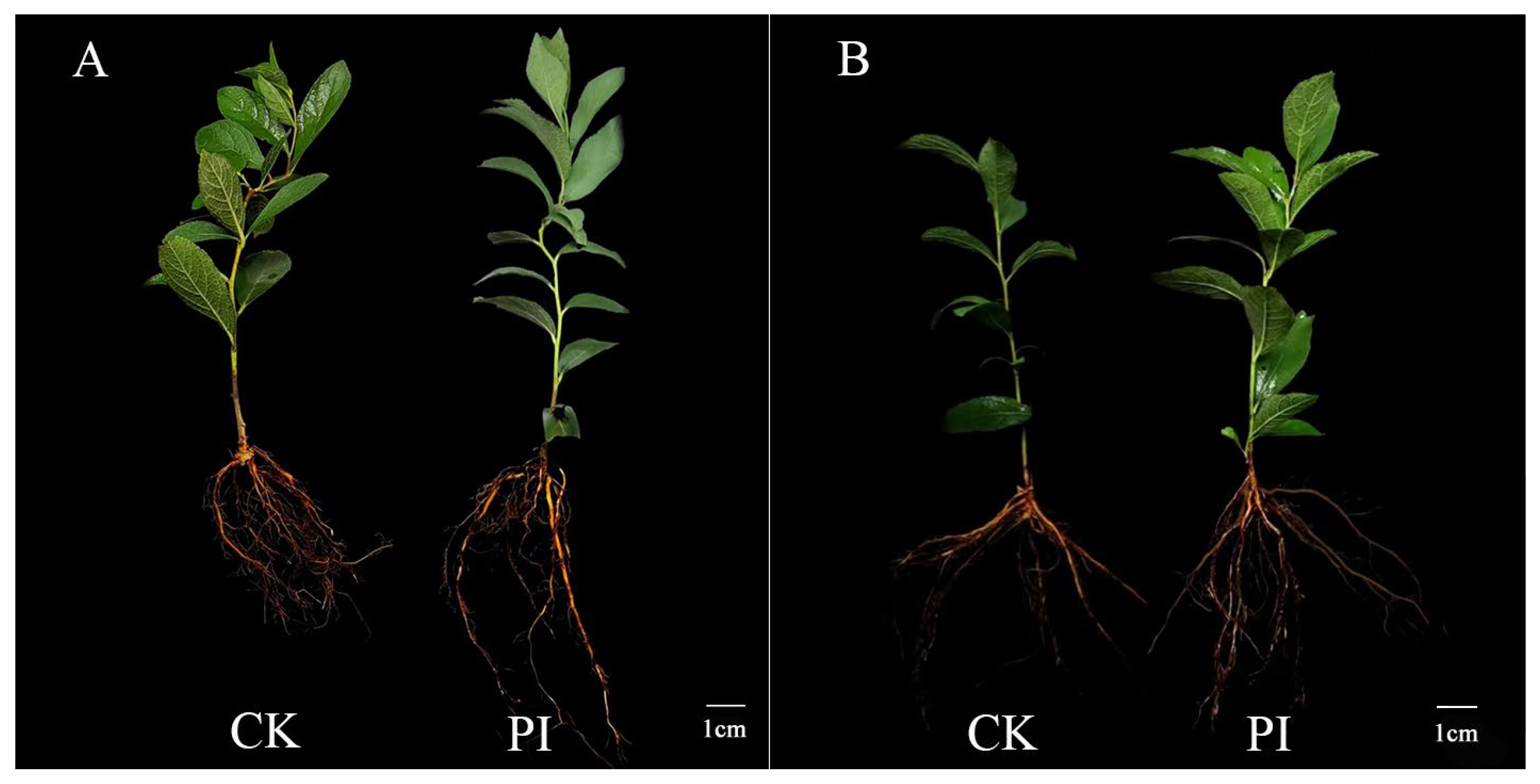 Plants 13 01482 g002