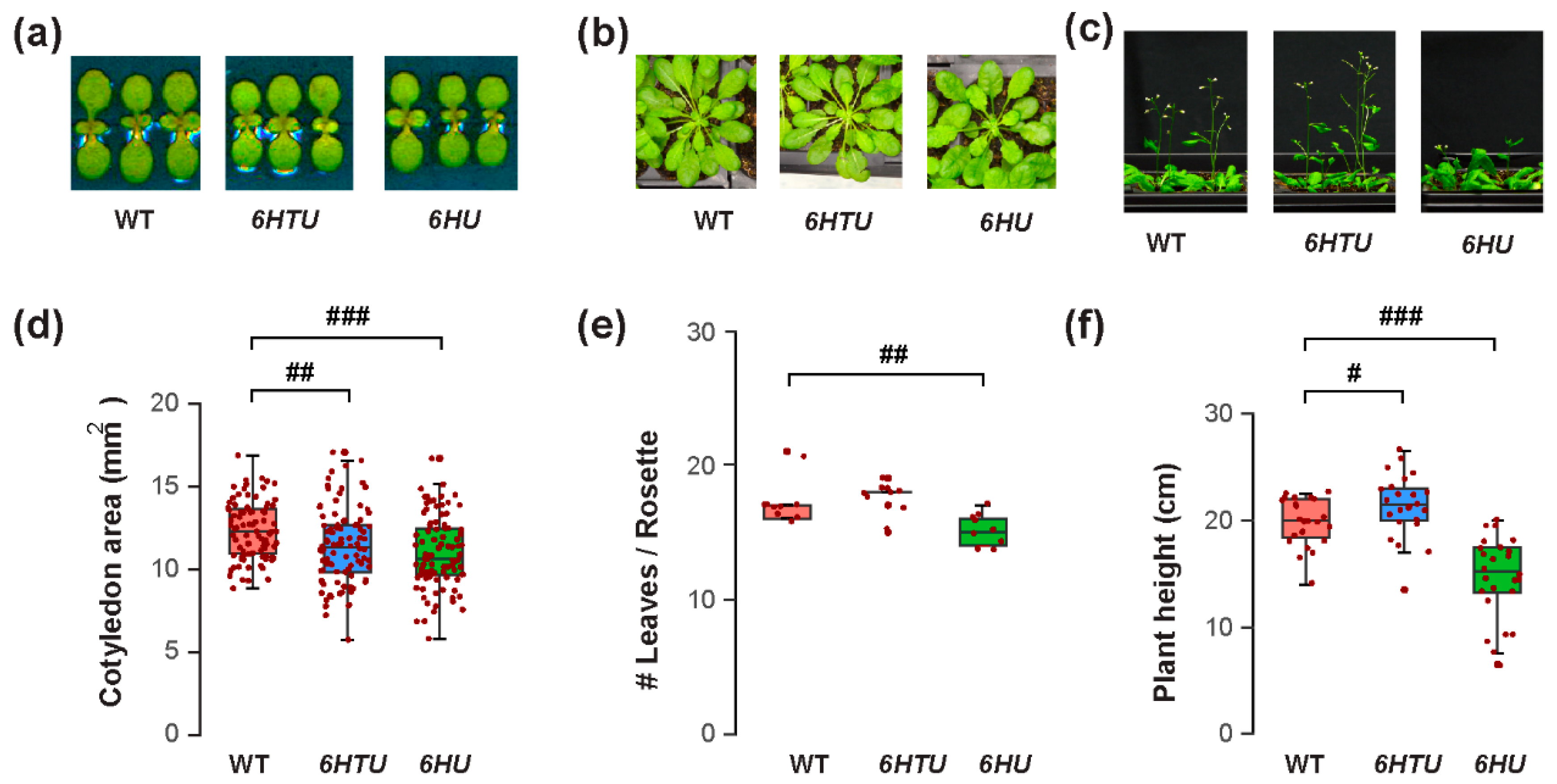 Plants 13 01485 g001