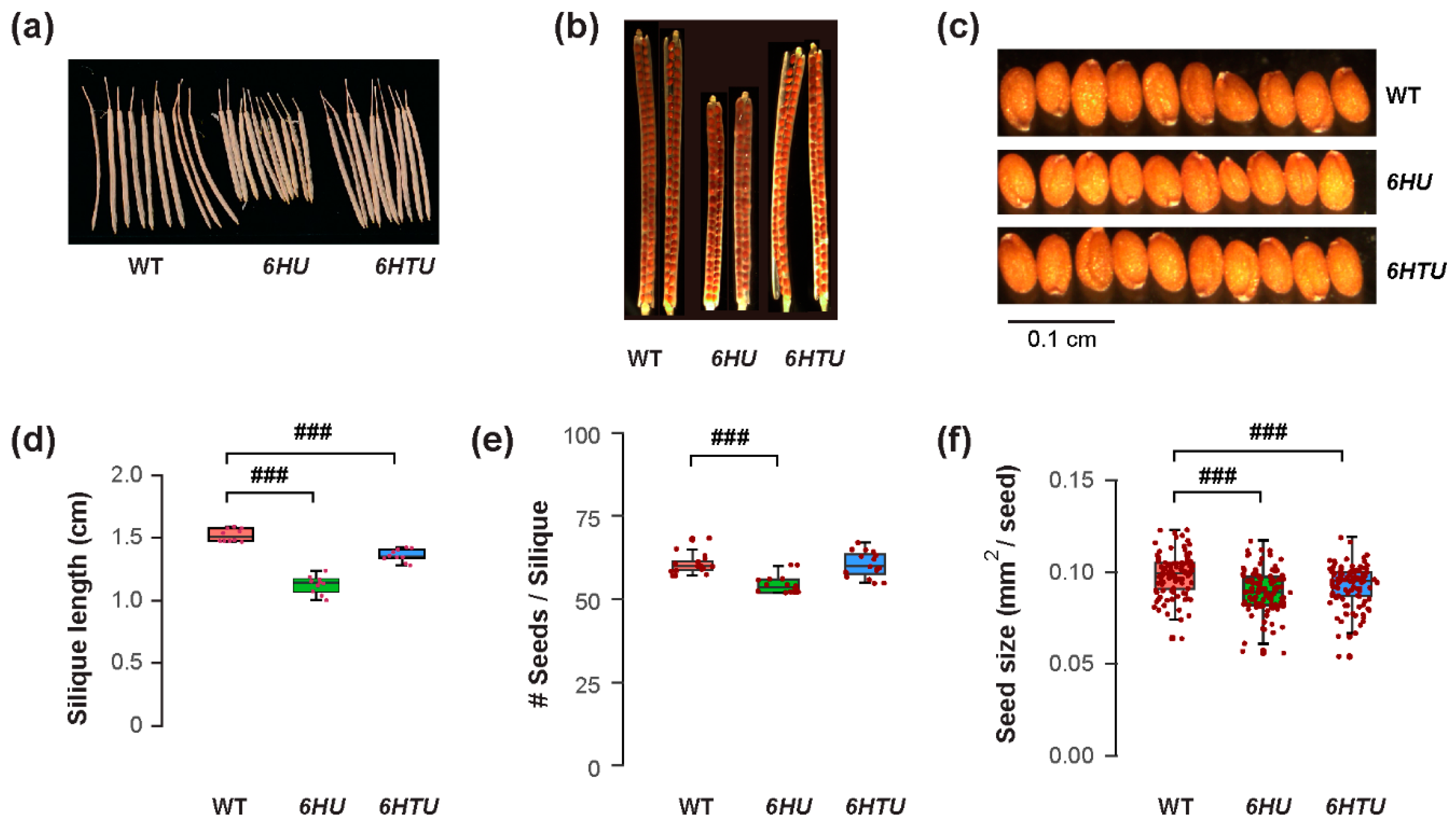 Plants 13 01485 g002