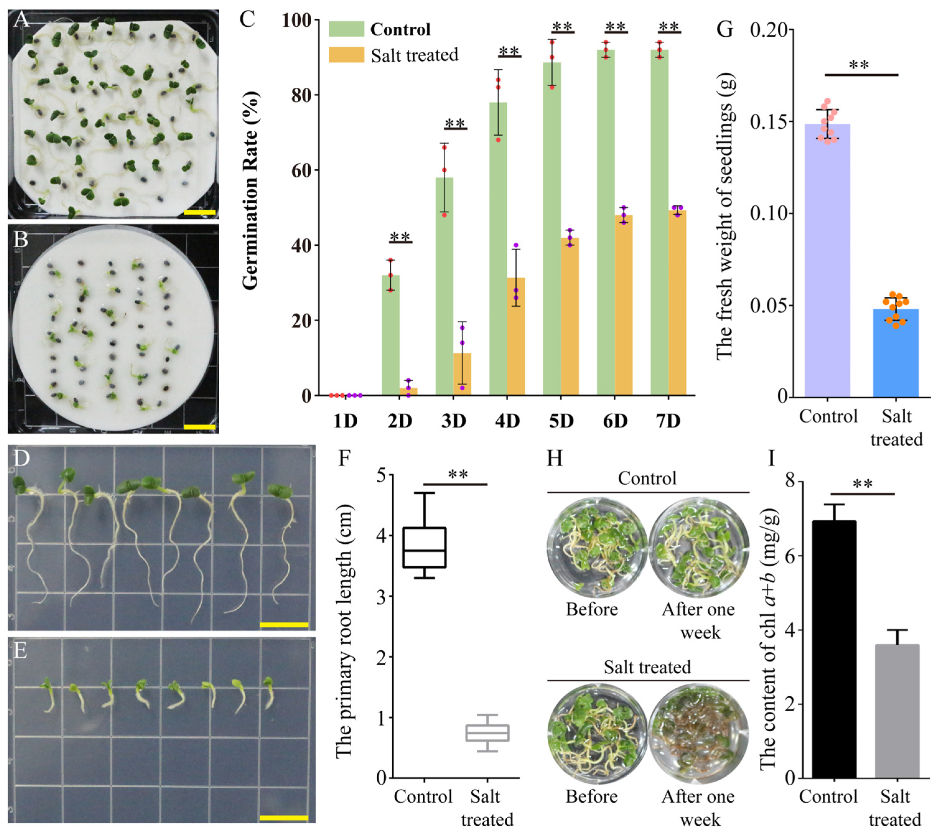 Plants 13 01487 g001