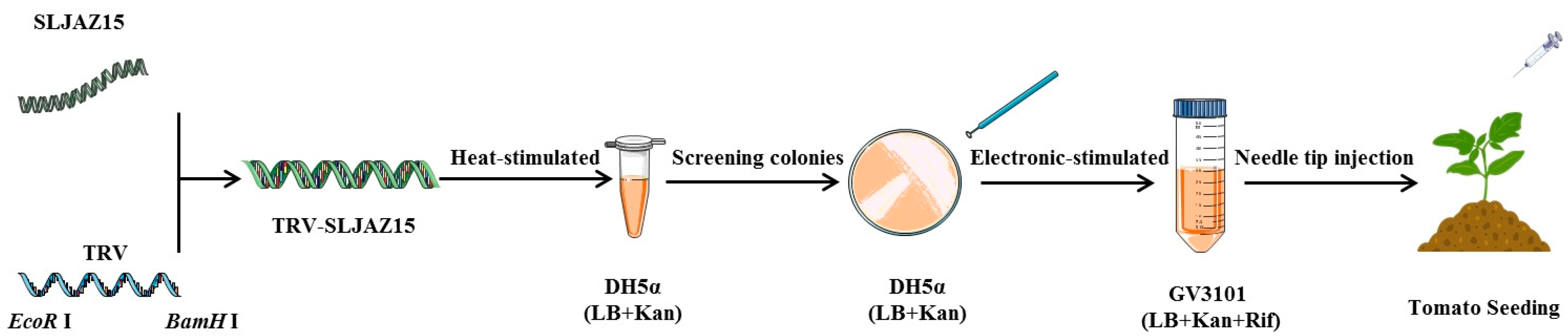 Plants 13 01493 g007