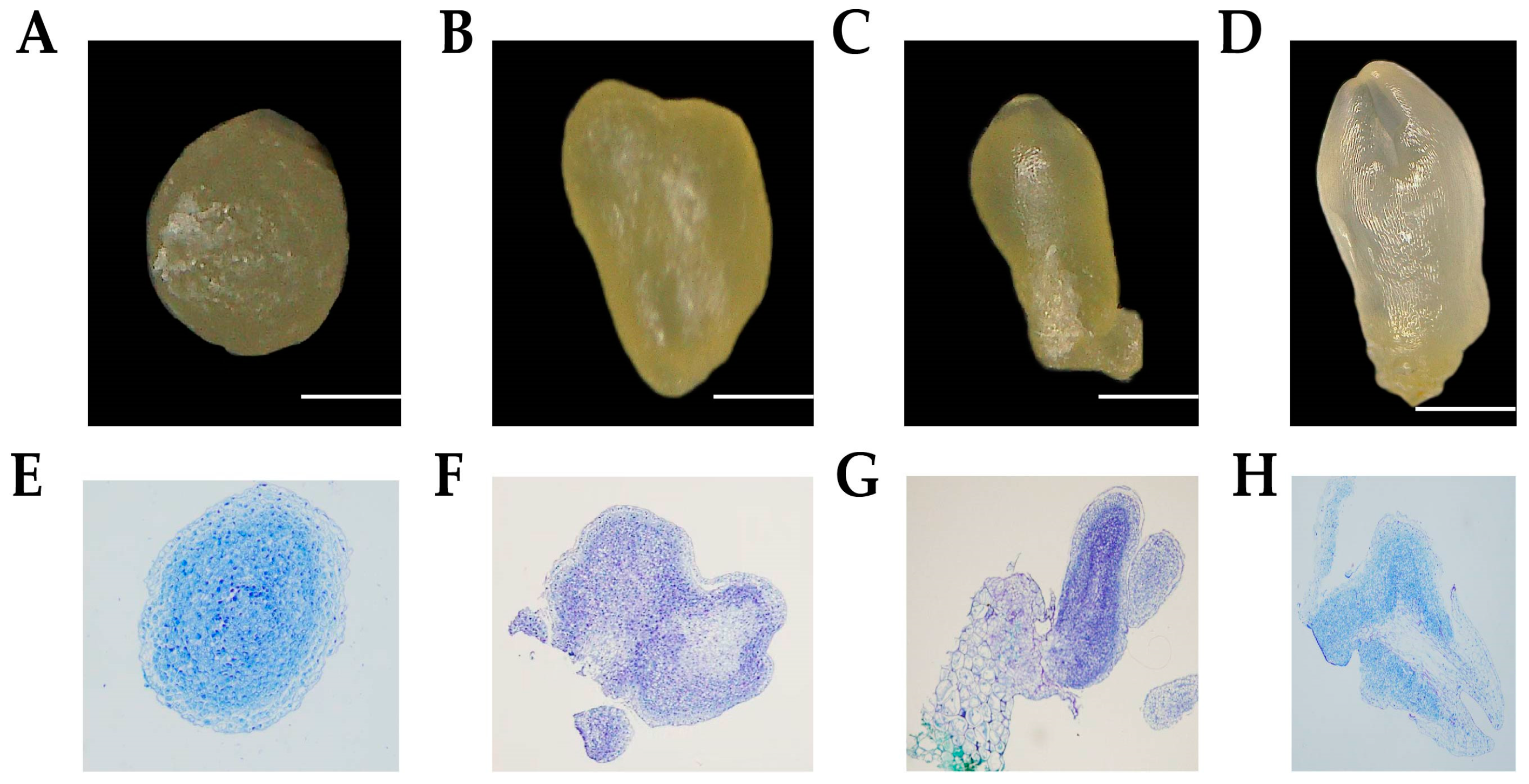 Plants 13 01495 g001