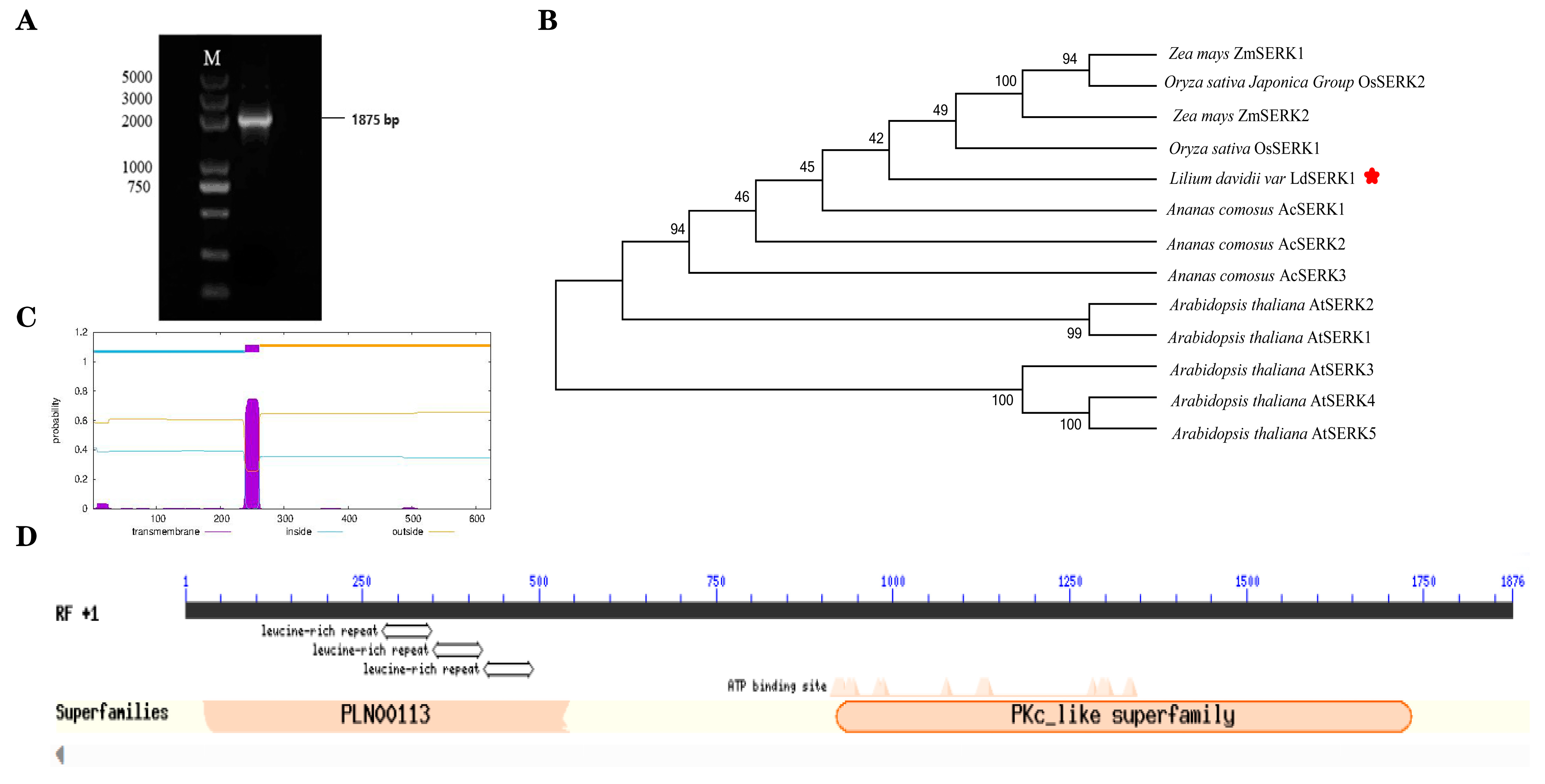 Plants 13 01495 g003