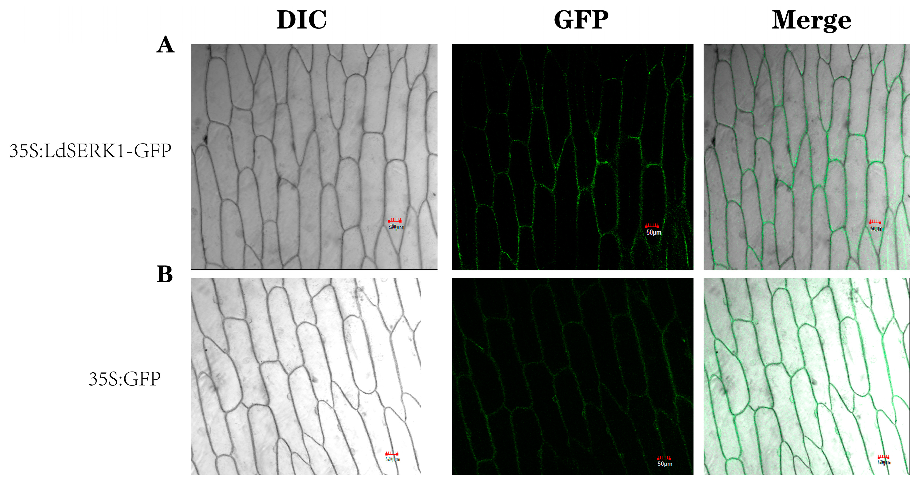 Plants 13 01495 g004