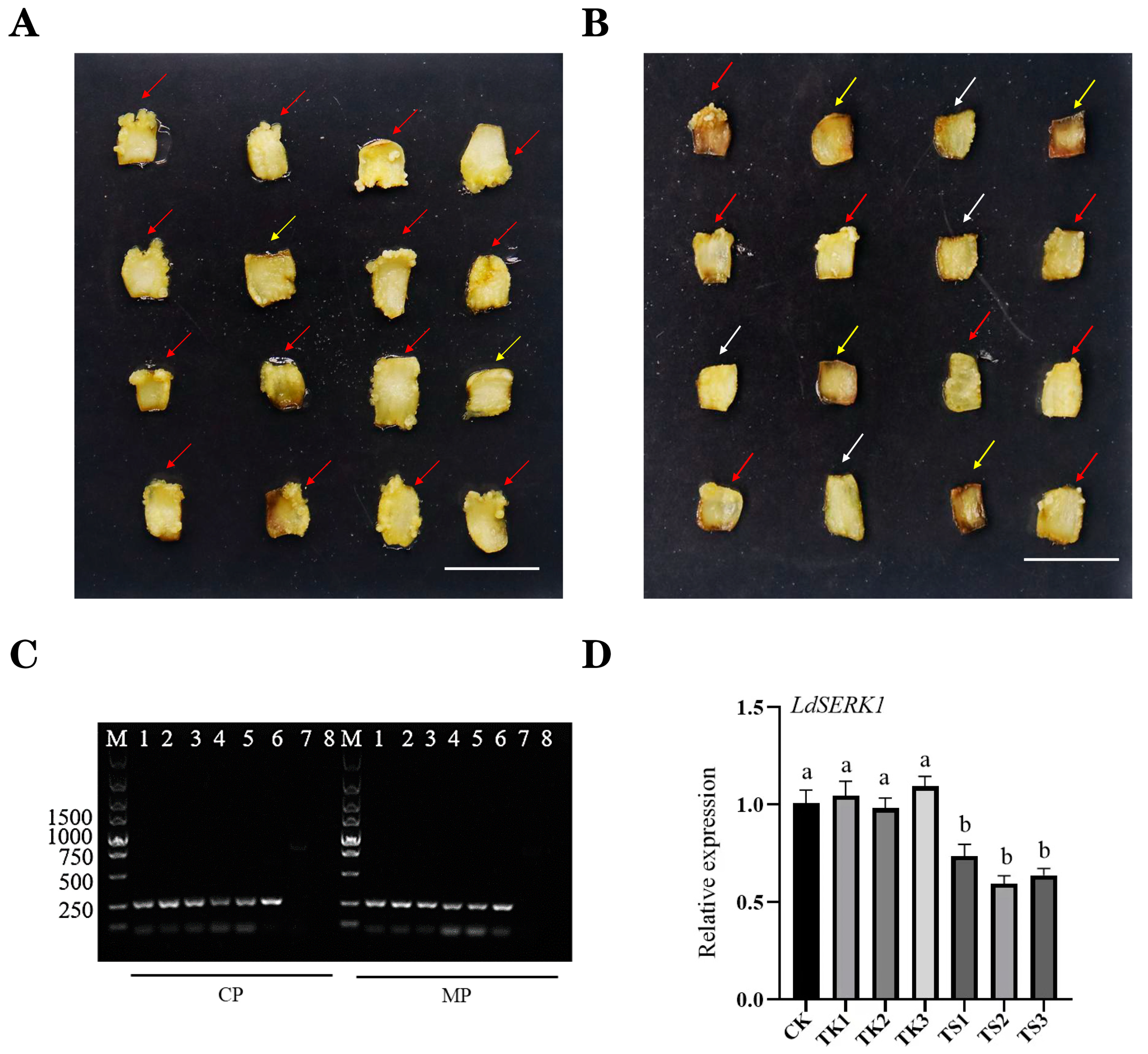 Plants 13 01495 g005