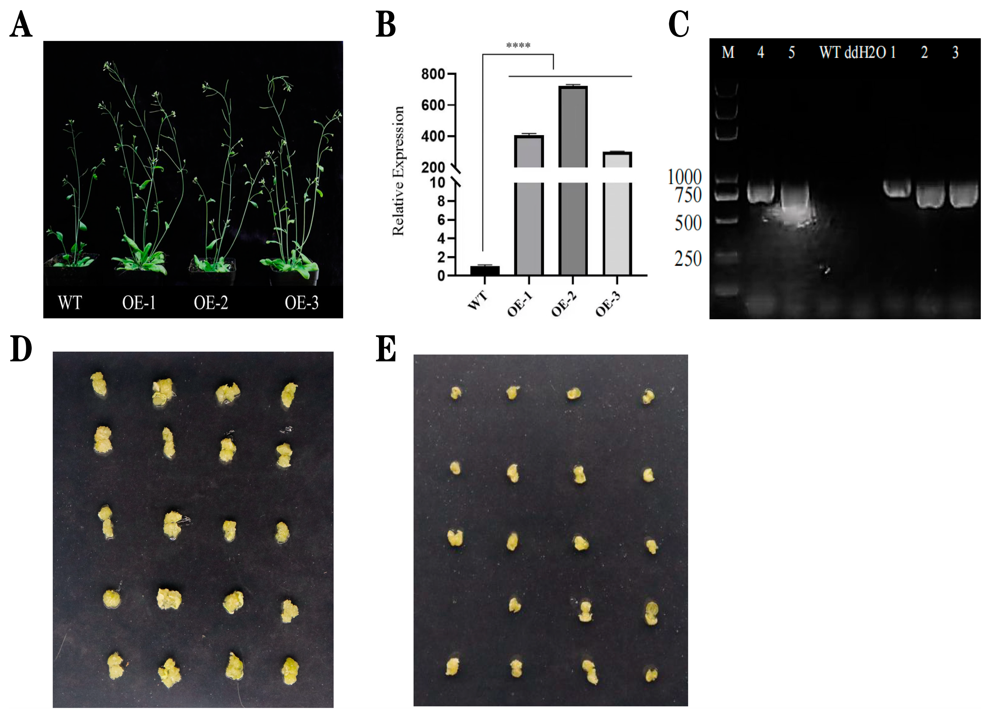 Plants 13 01495 g006