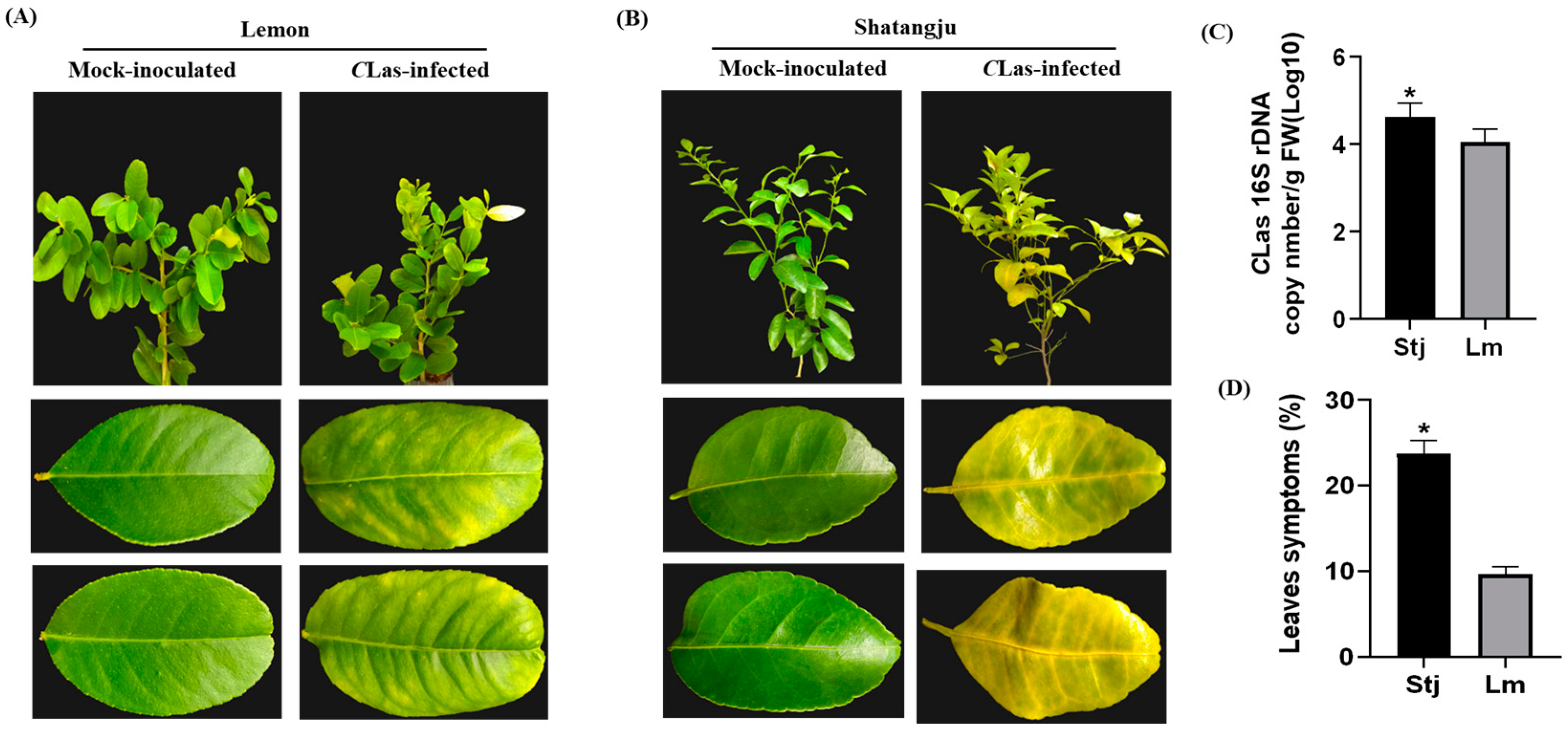 Plants 13 01496 g001