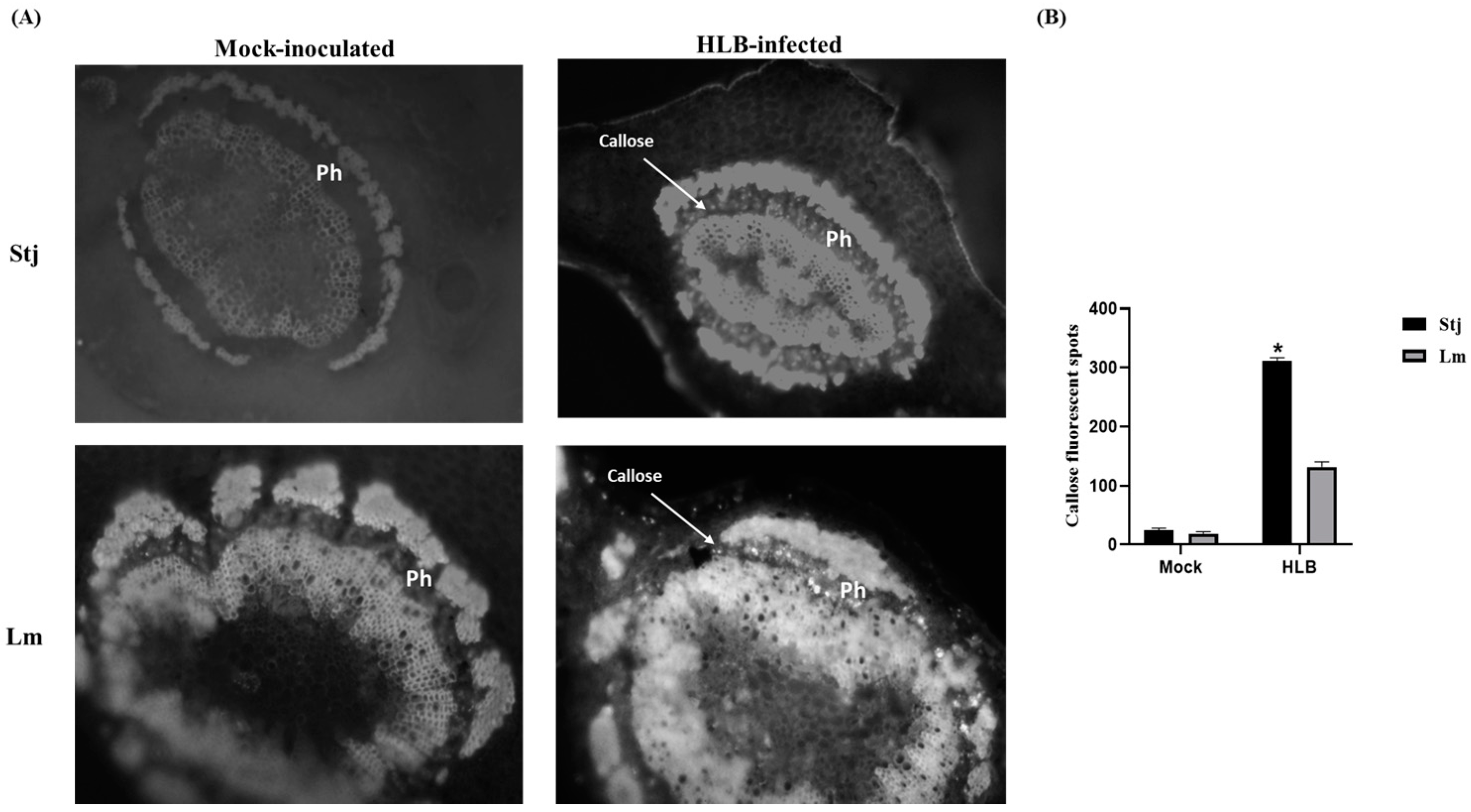 Plants 13 01496 g006