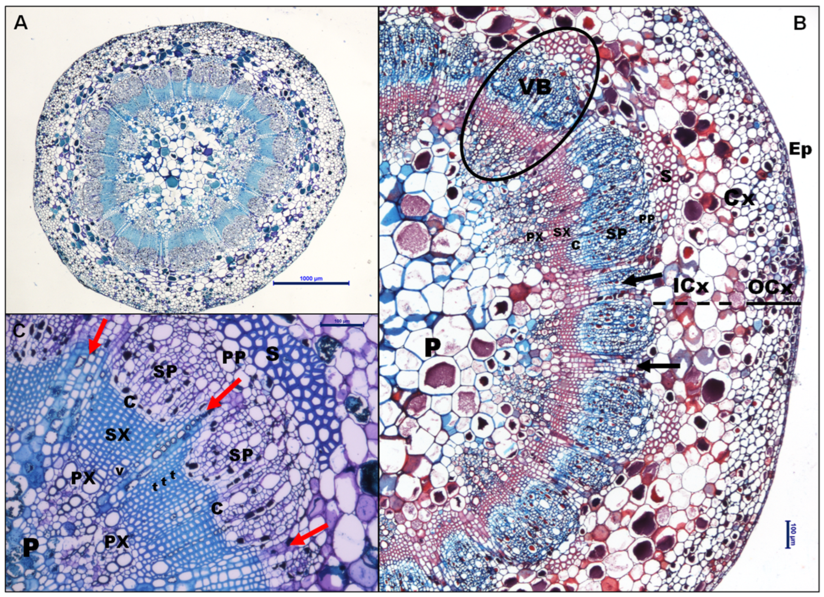 Plants 13 01500 g001
