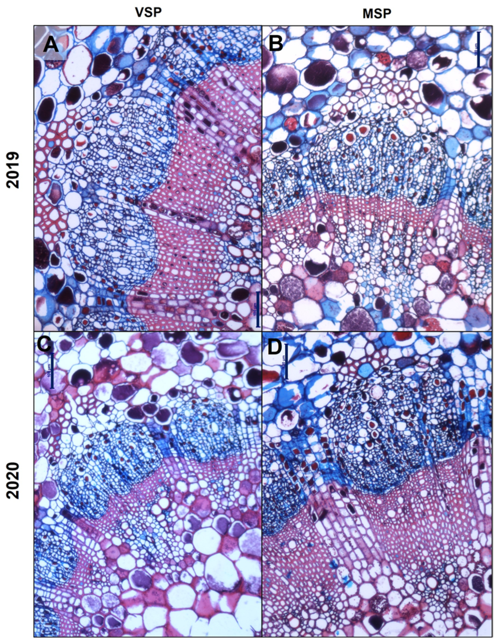 Plants 13 01500 g002