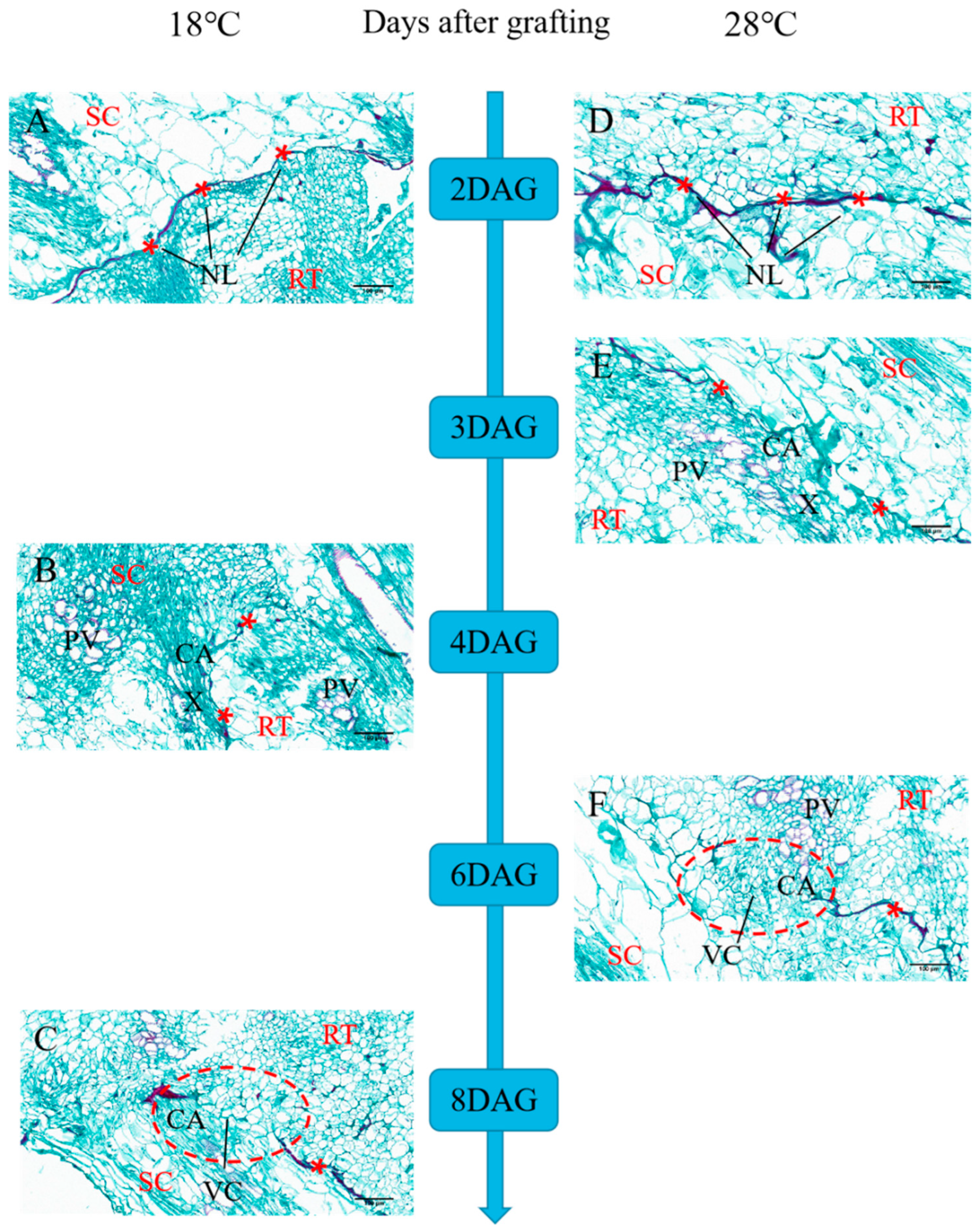 Plants 13 01506 g001