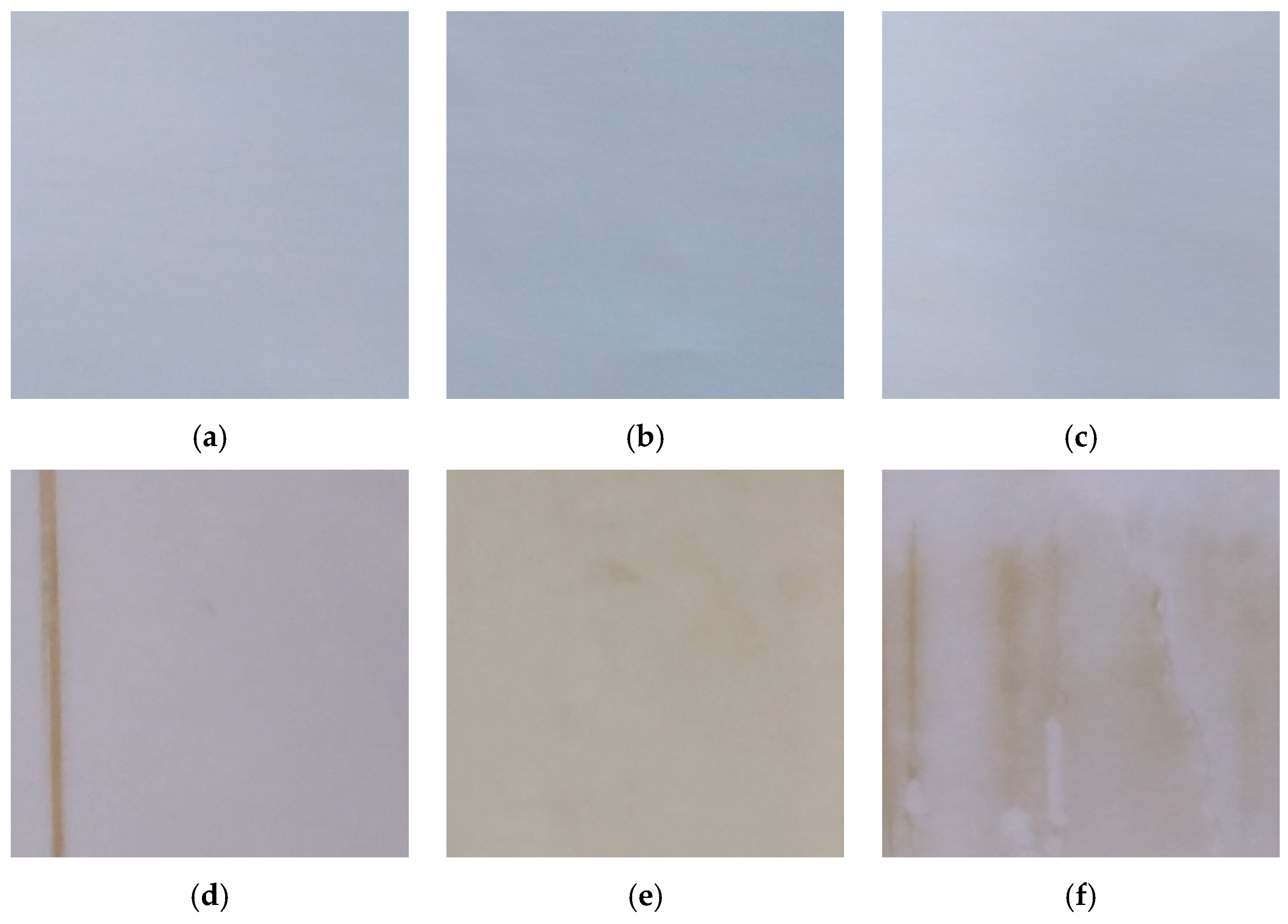 Plants 13 01521 g001