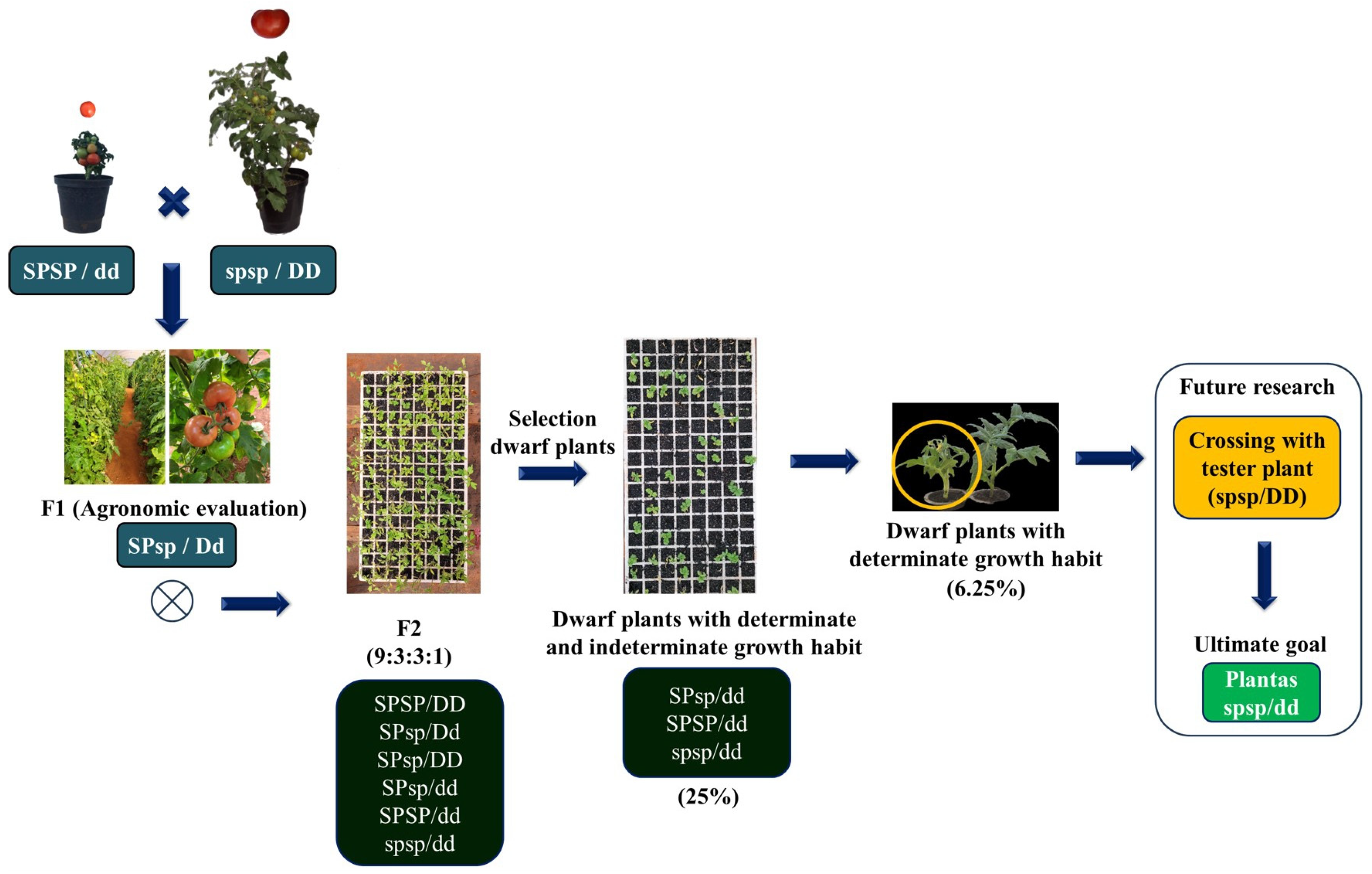 Plants 13 01522 g005