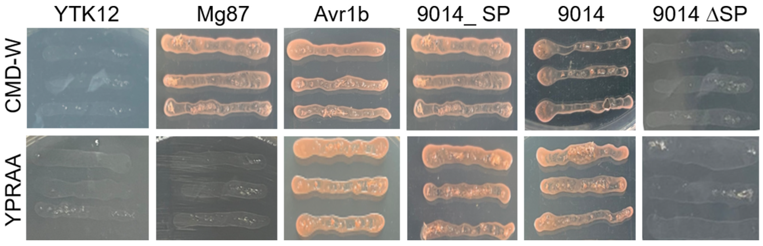 Plants 13 01523 g003