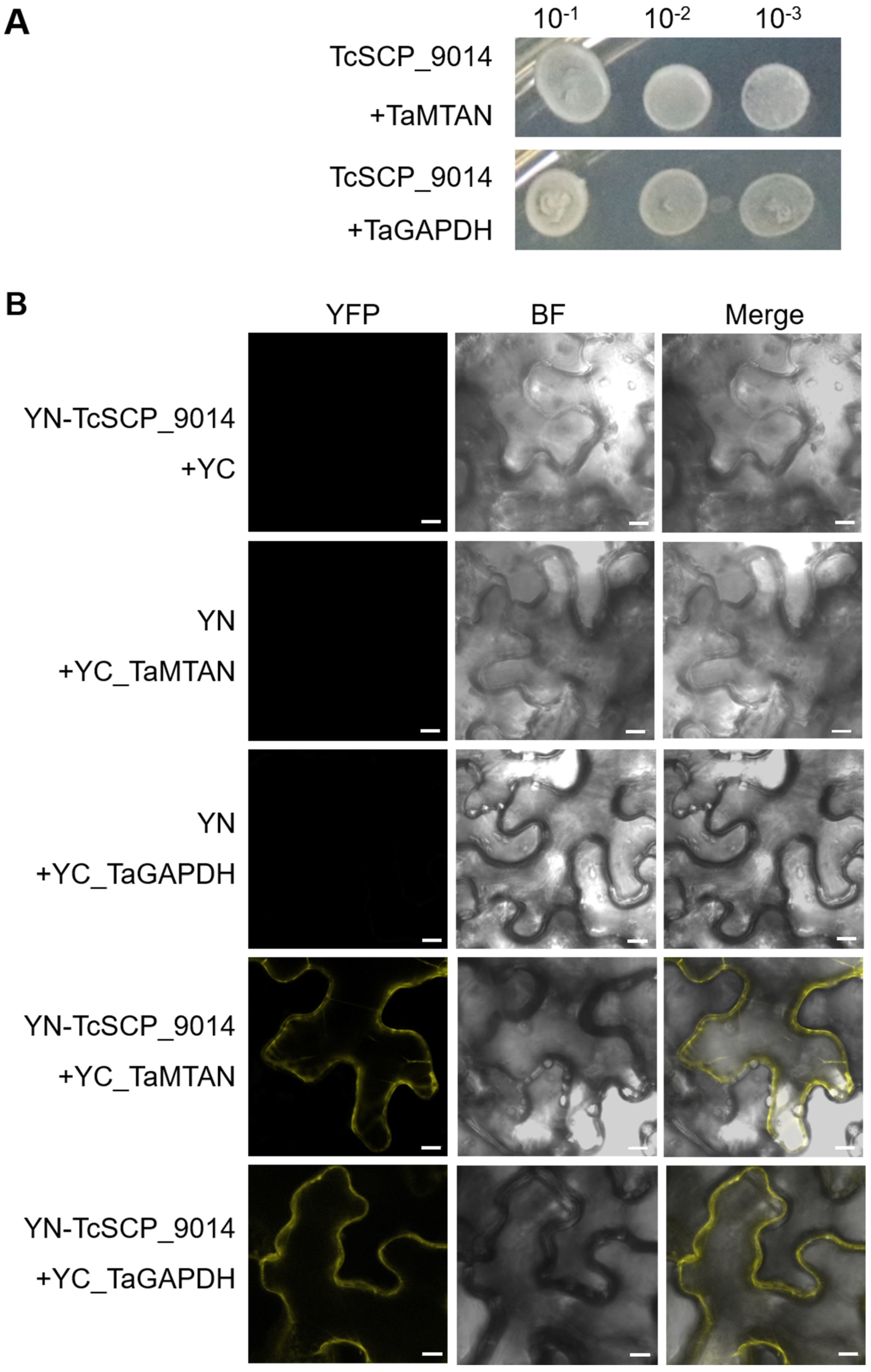 Plants 13 01523 g005