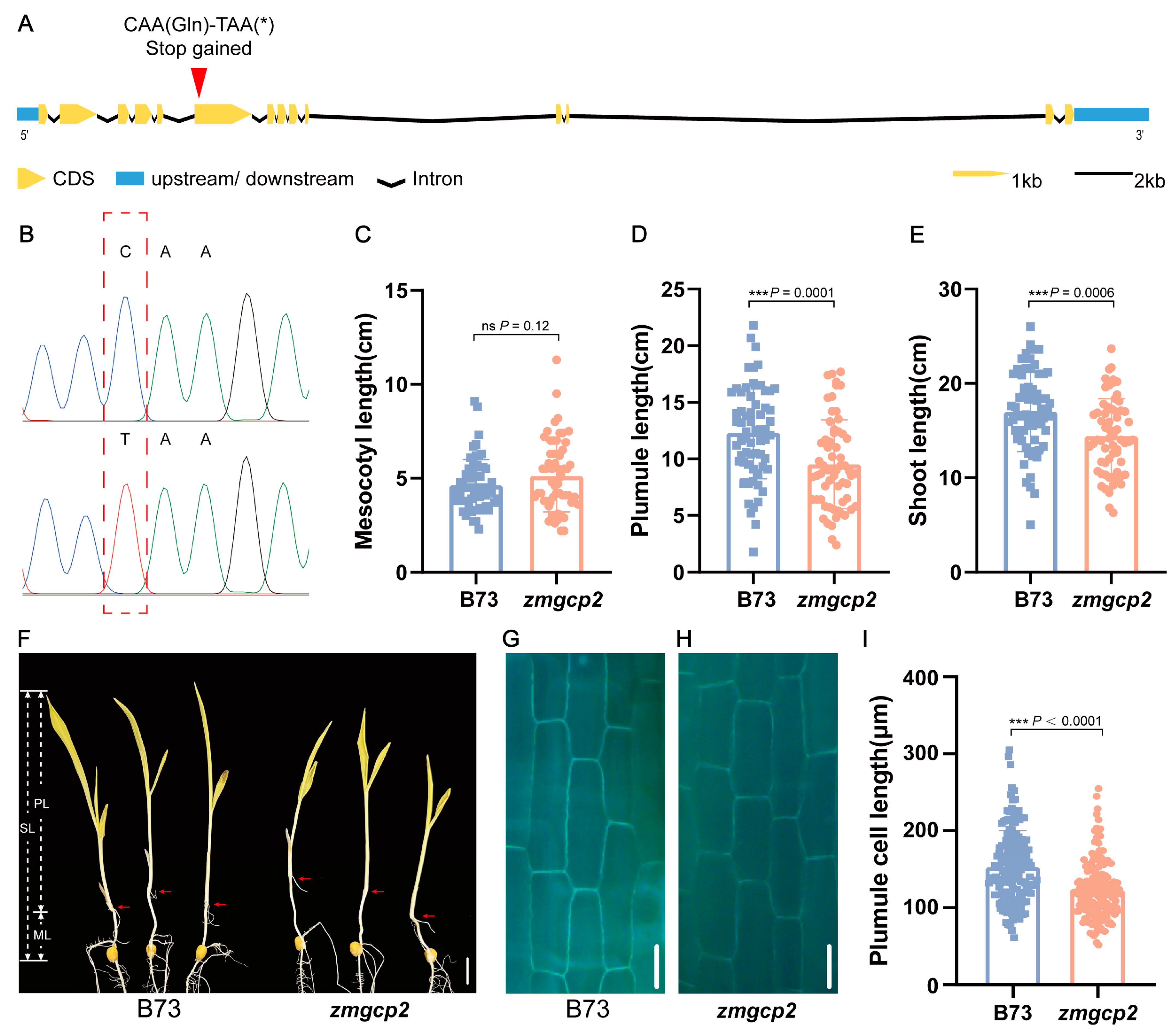 Plants 13 01533 g004
