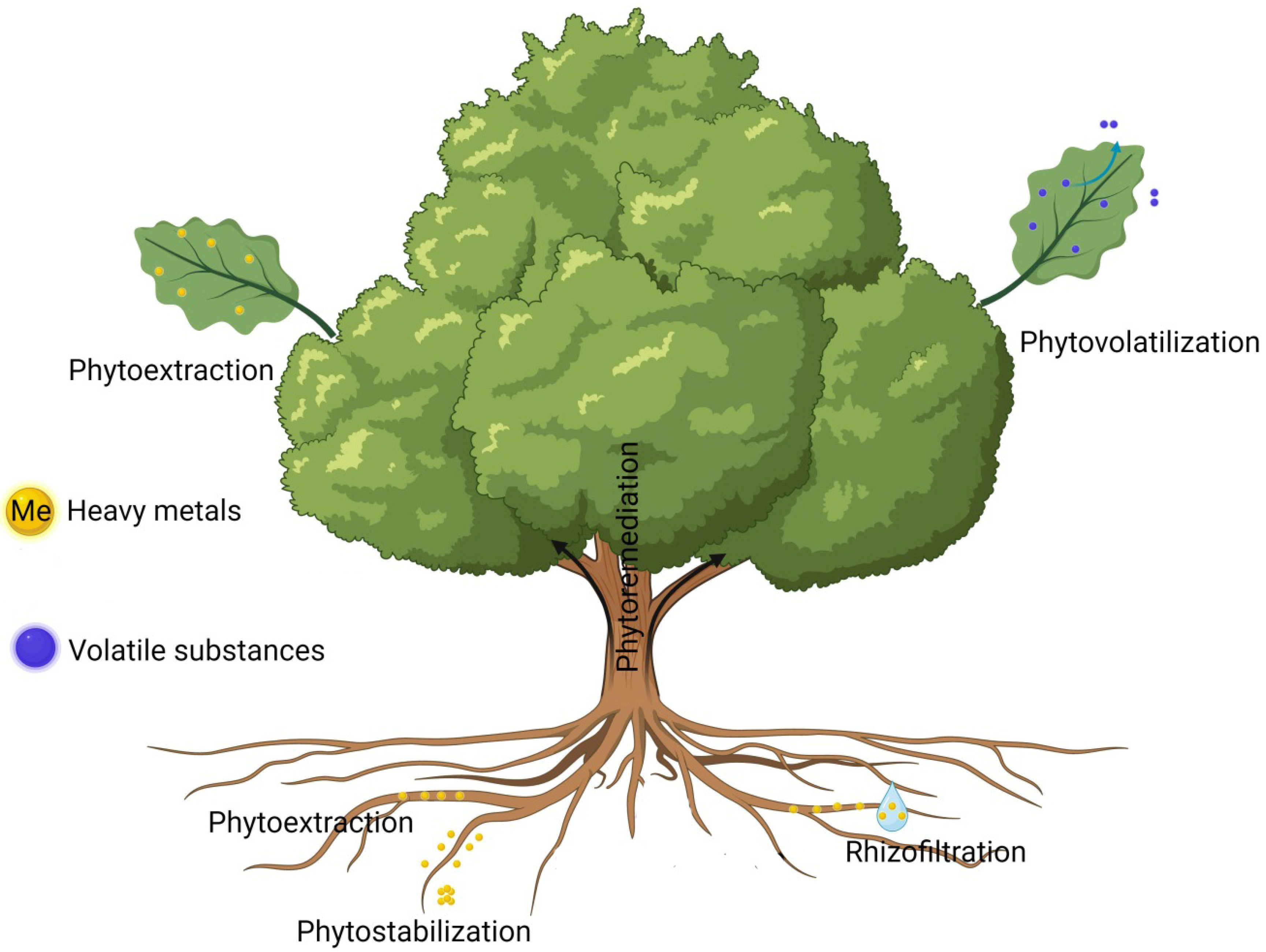 Plants 13 01534 g001
