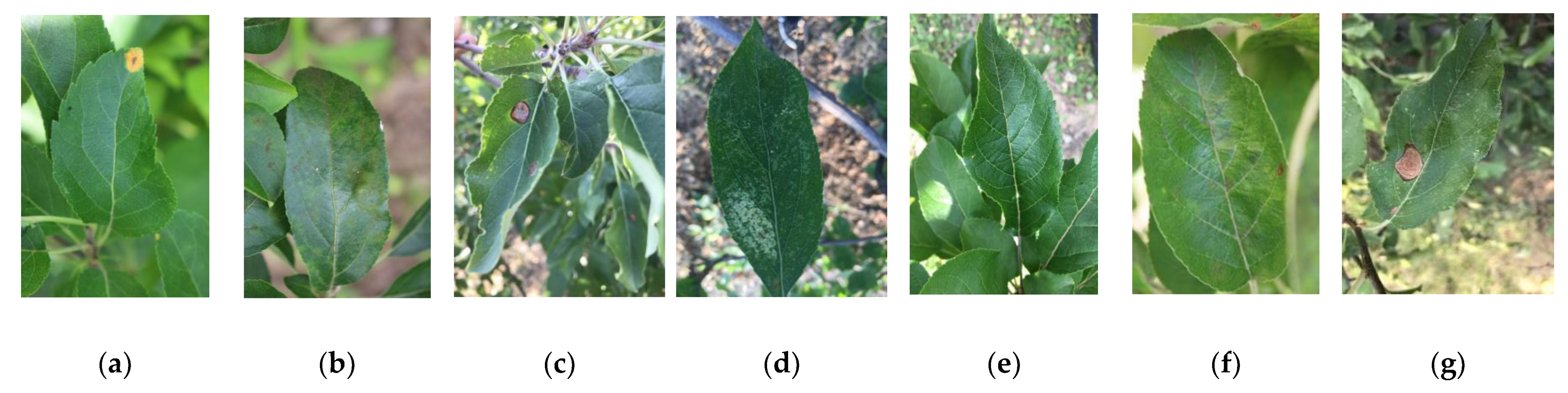 Plants 13 01535 g001