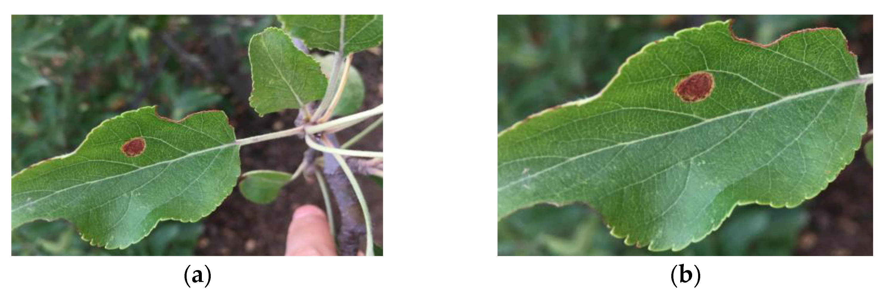 Plants 13 01535 g002