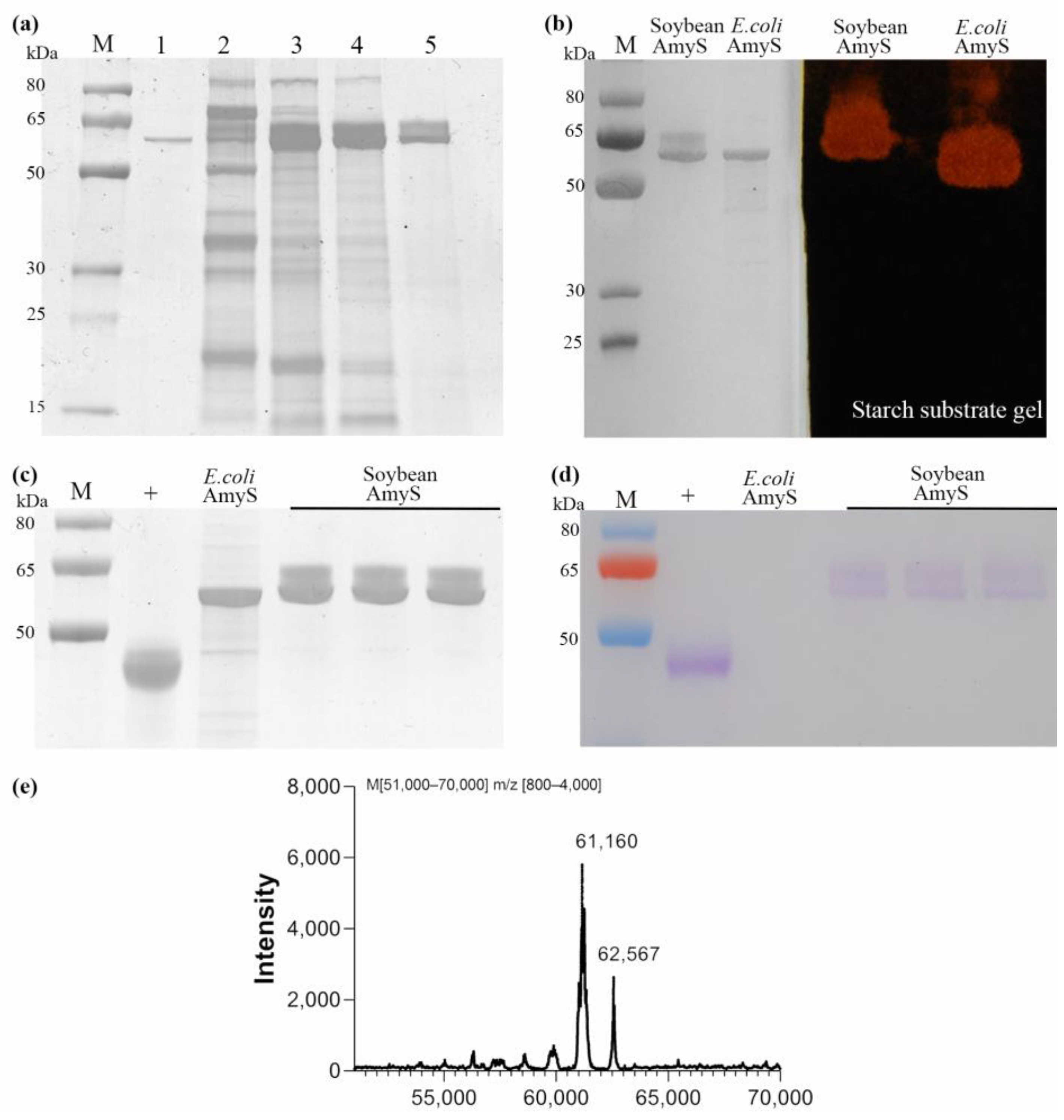 Plants 13 01539 g004
