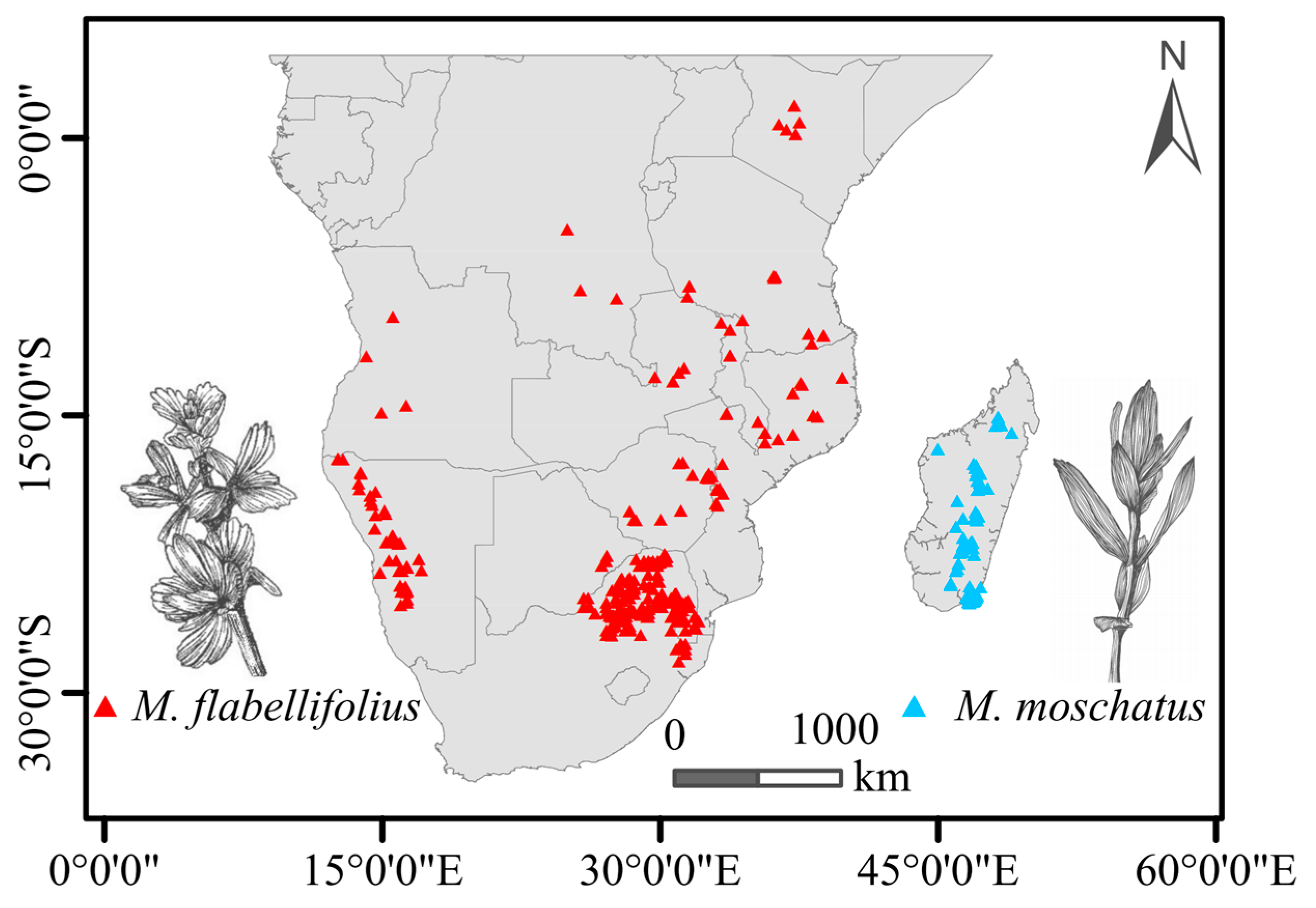 Plants 13 01544 g001