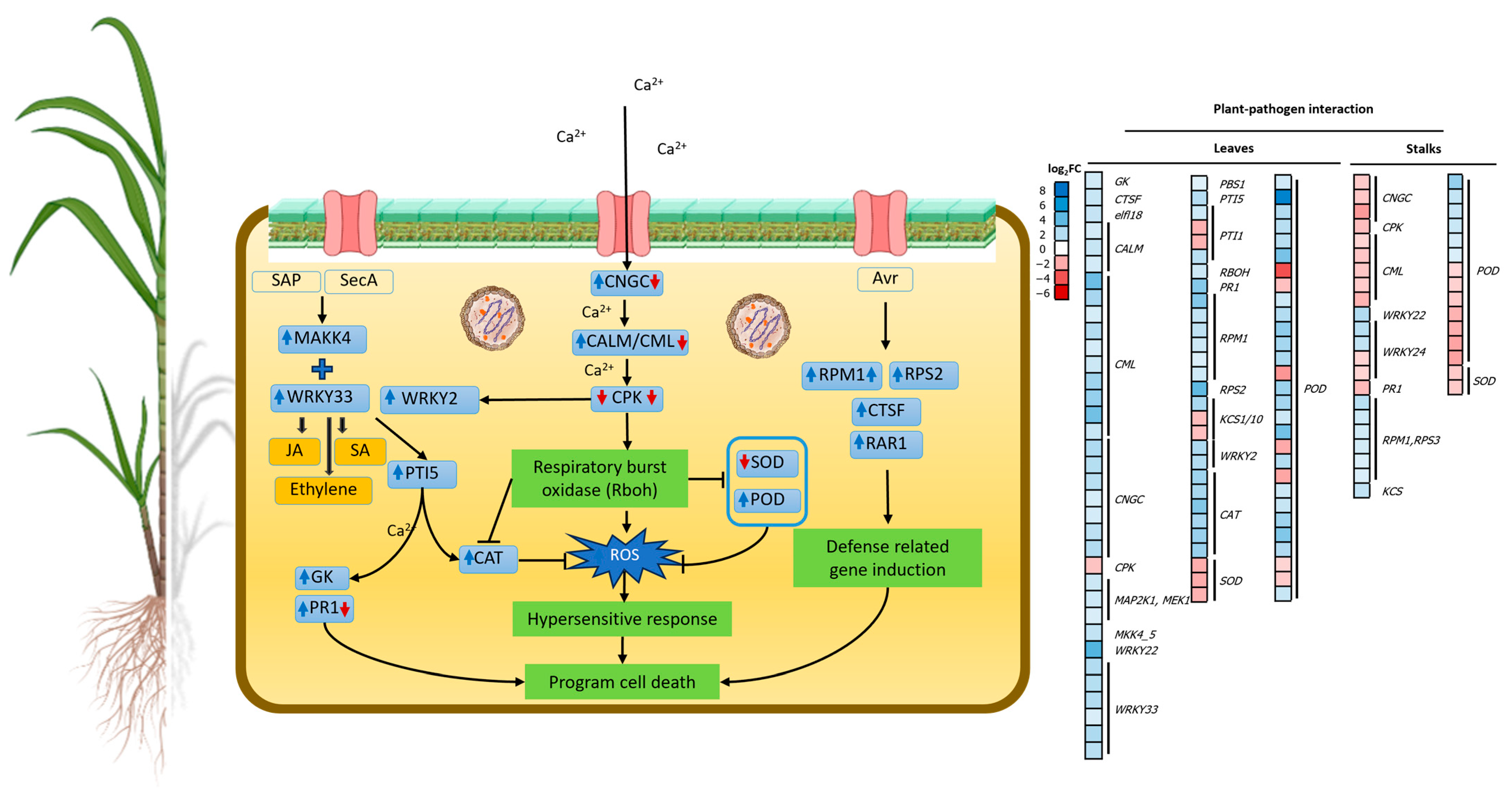 Plants 13 01551 g006
