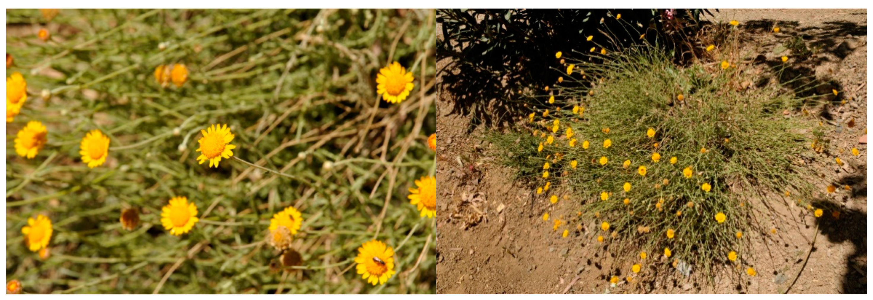 Plants 13 01555 g001