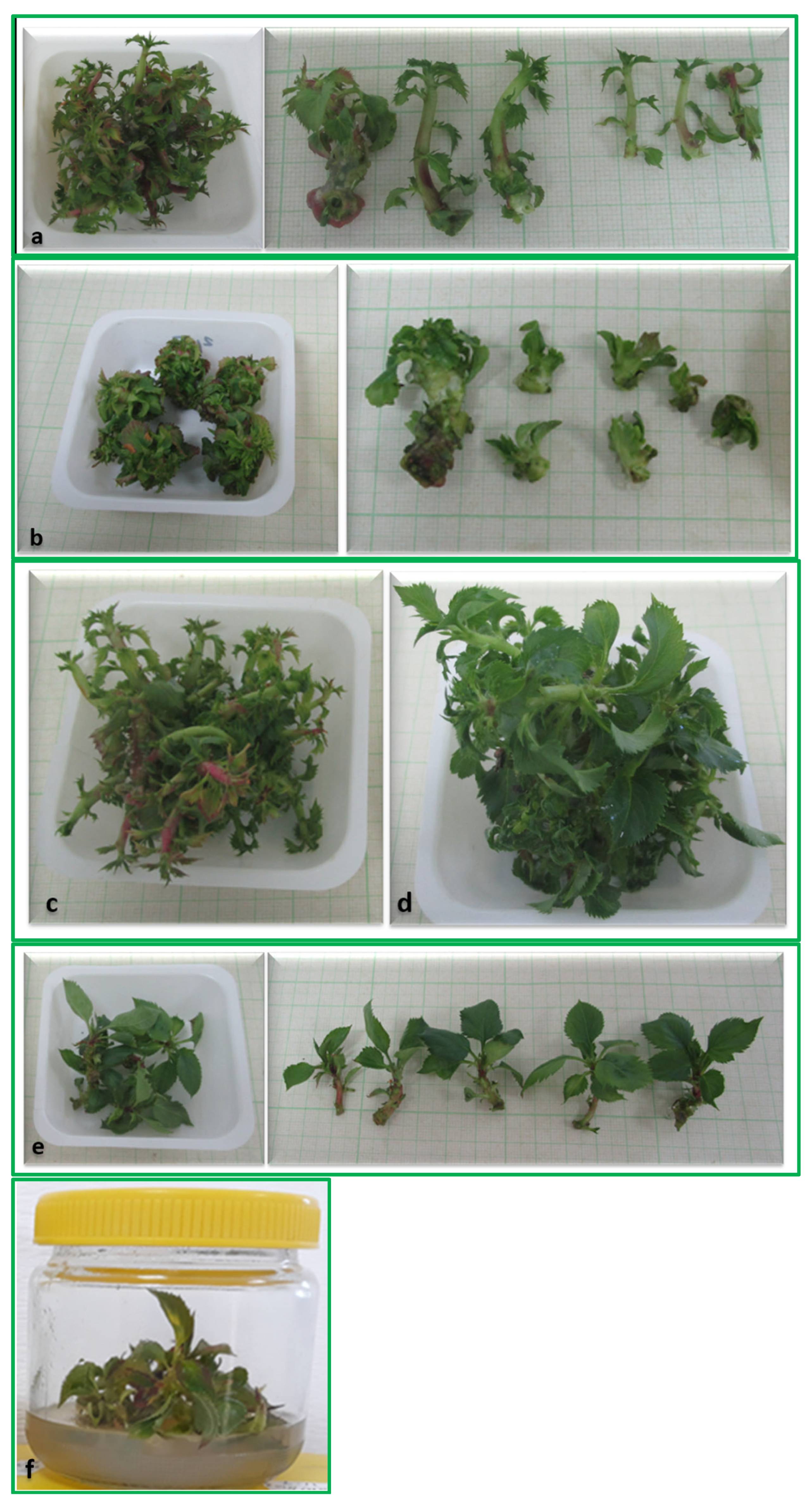 Plants 13 01568 g001