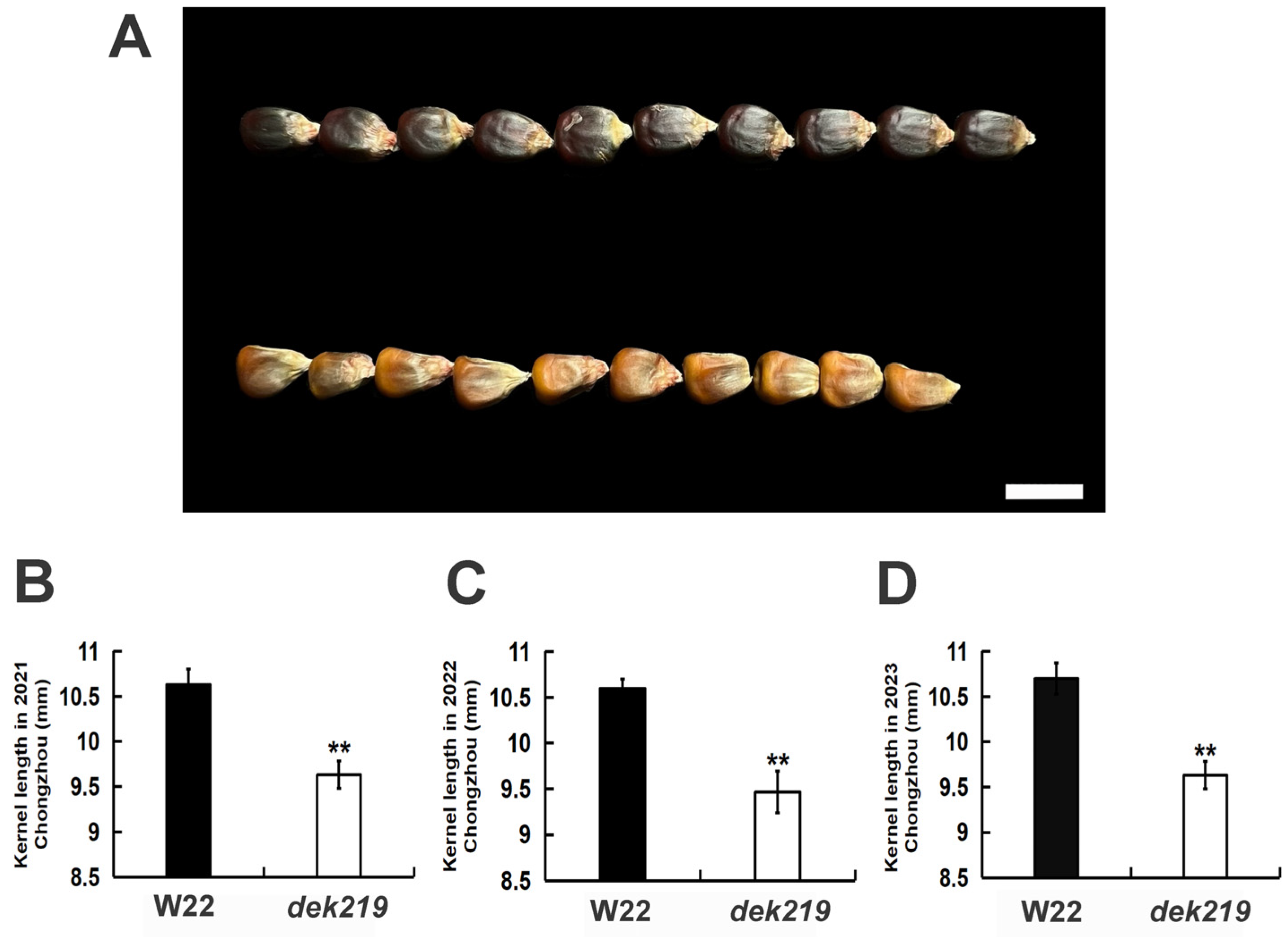 Plants 13 01592 g001