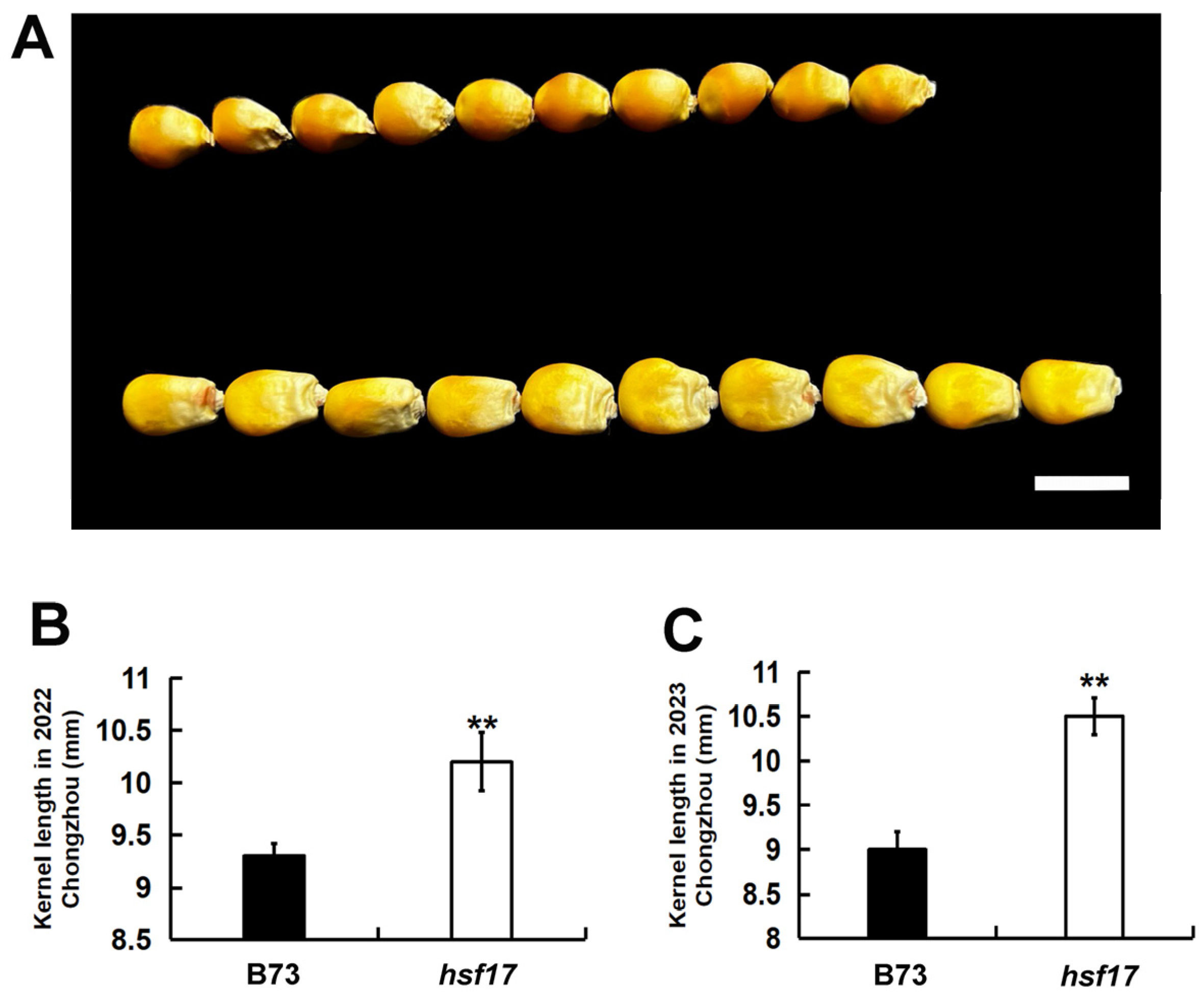 Plants 13 01592 g004