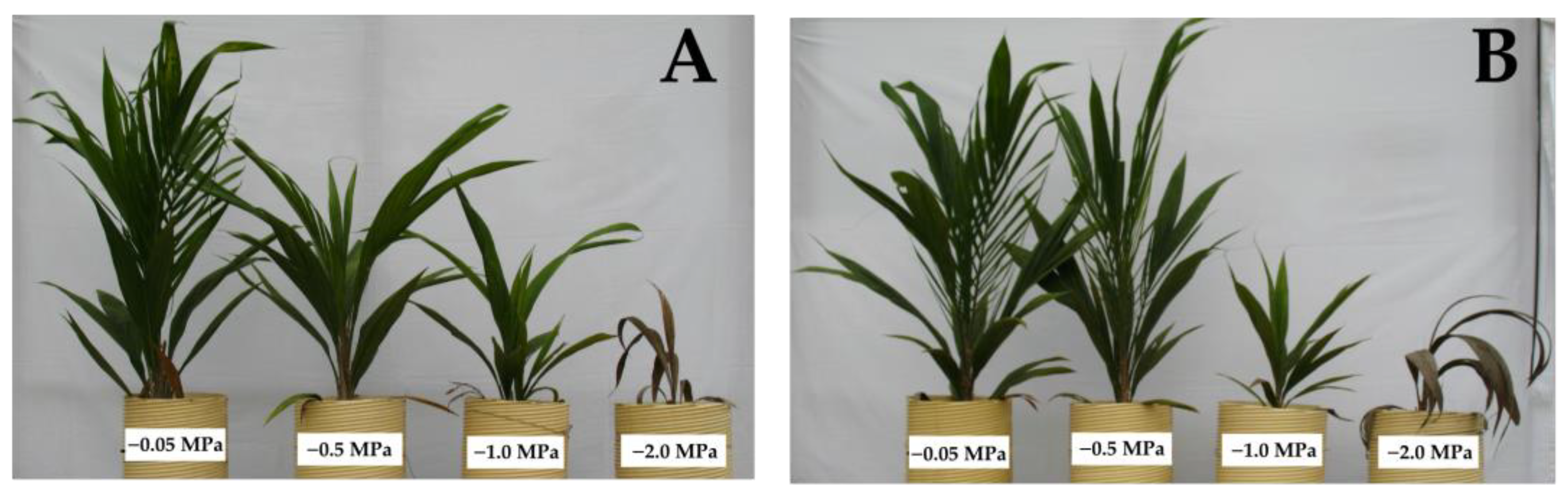 Plants 13 01598 g002