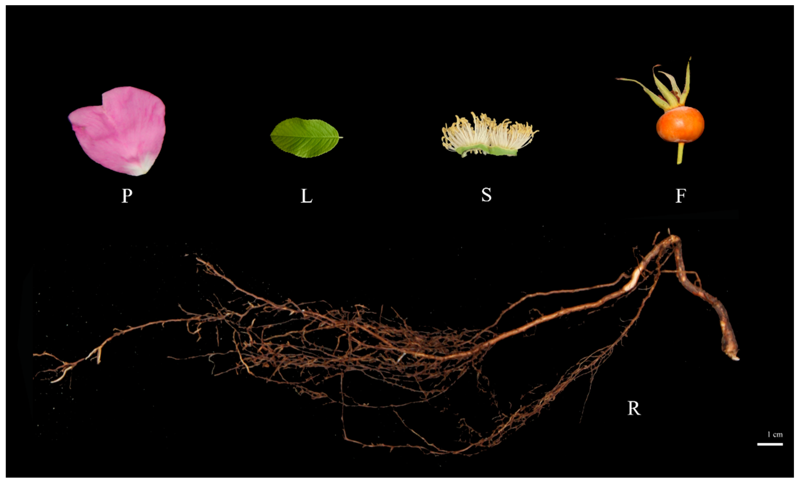 Plants 13 01600 g001