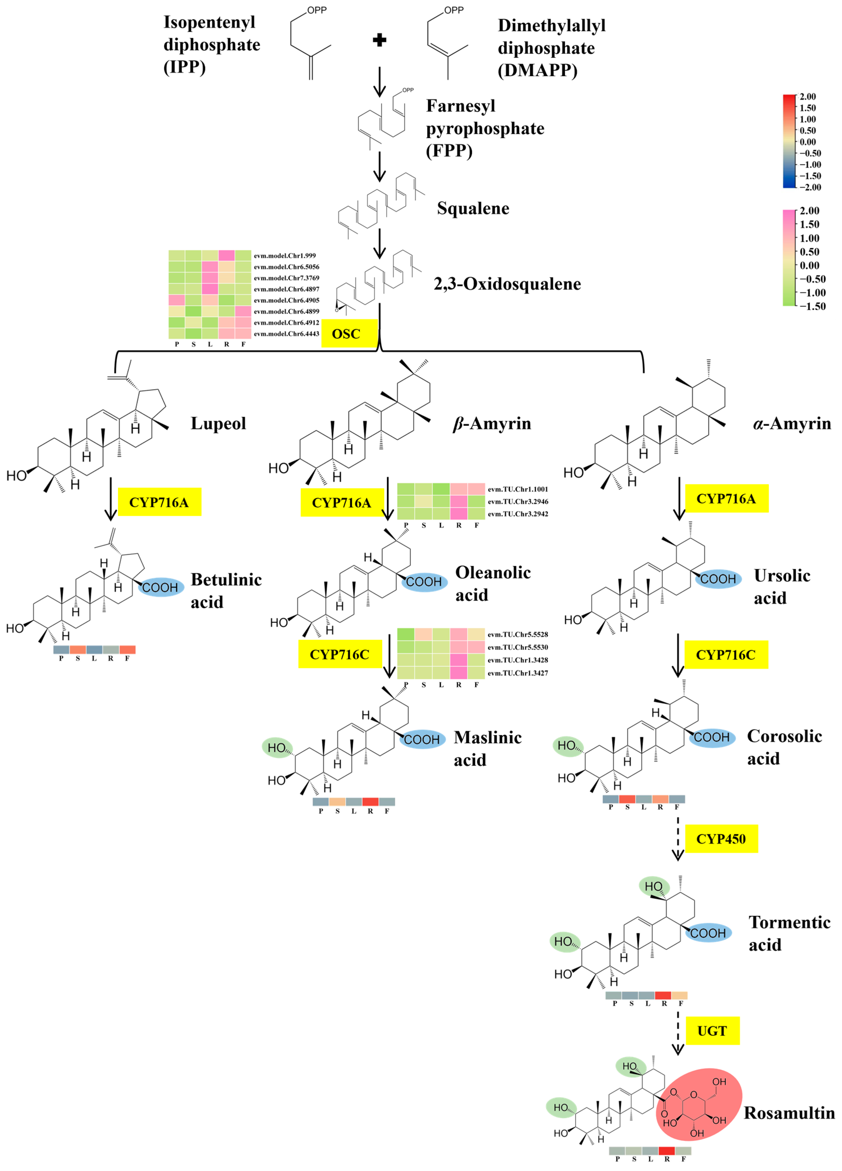 Plants 13 01600 g005