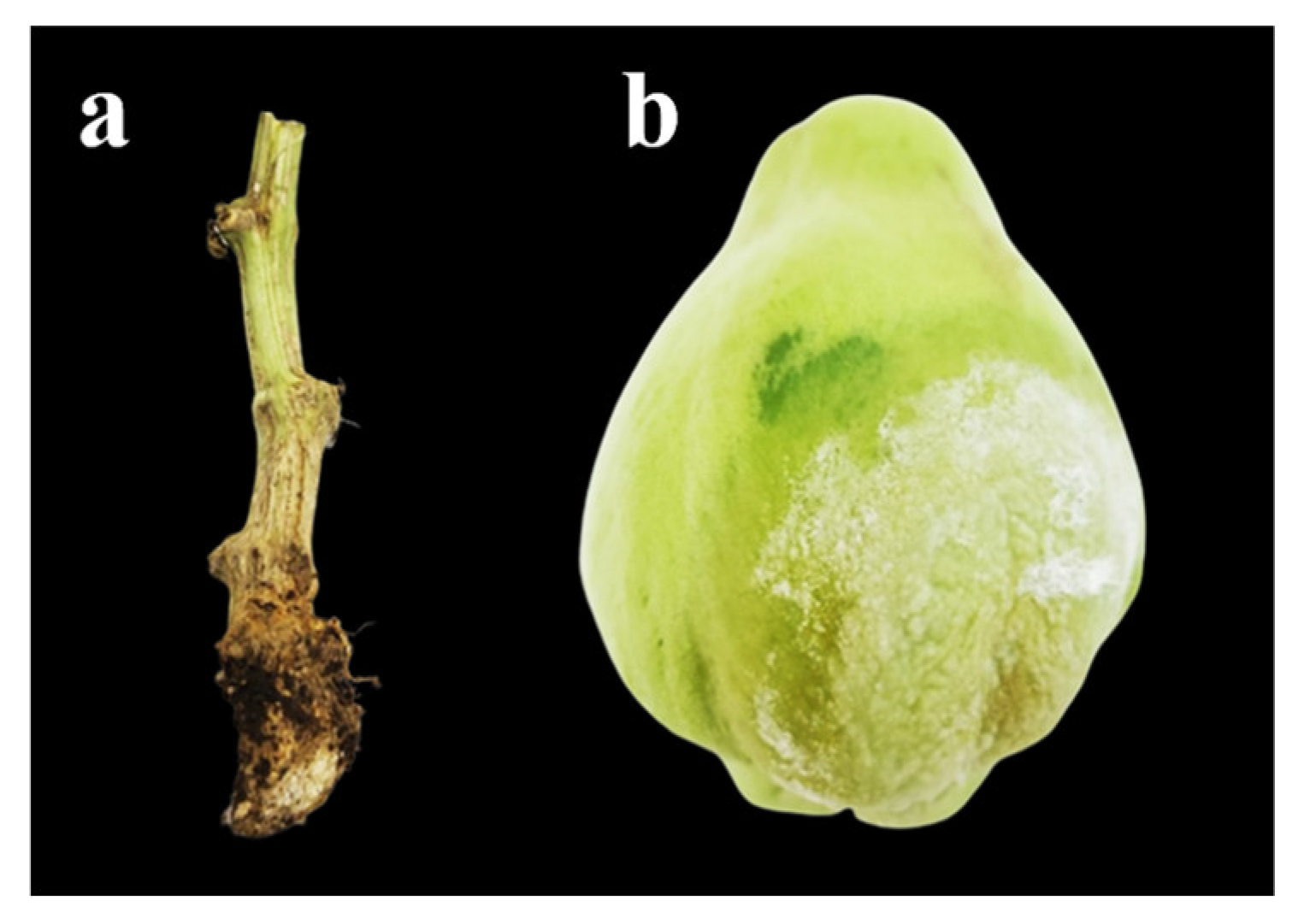 Plants 13 01602 g001