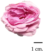 Plants 13 01605 i003