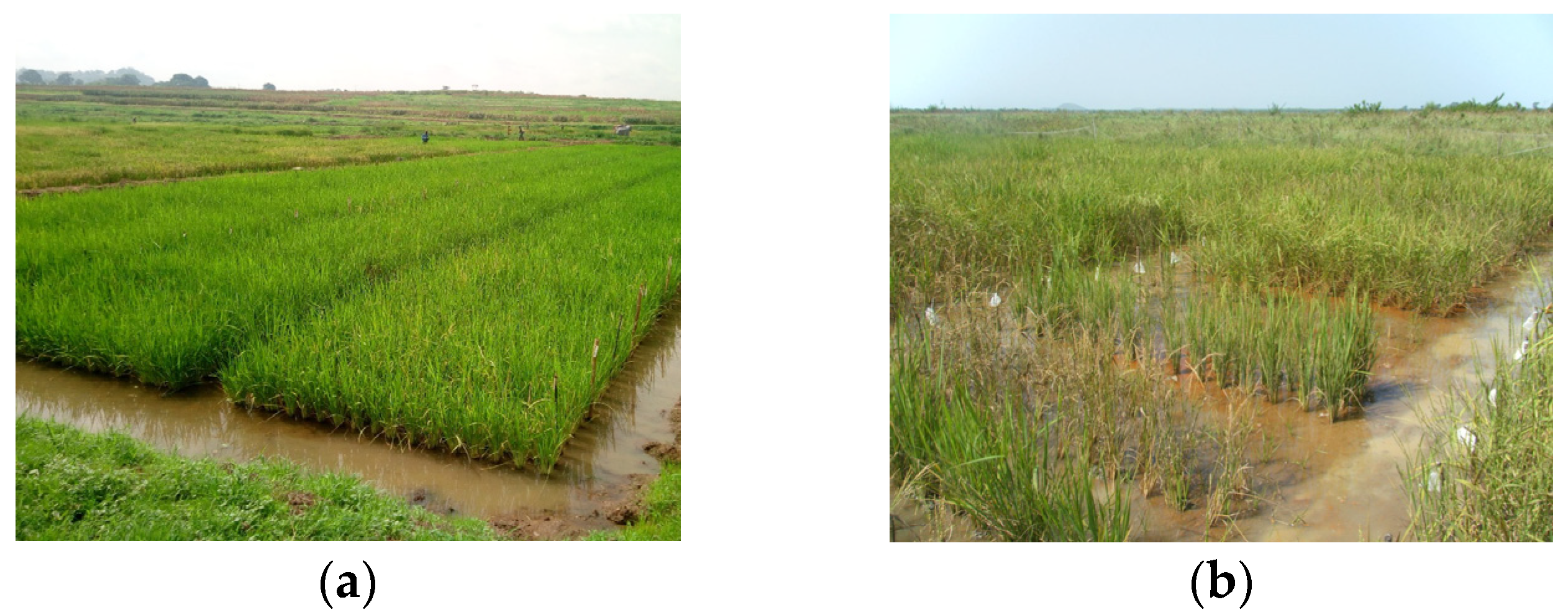 Plants 13 01610 g005