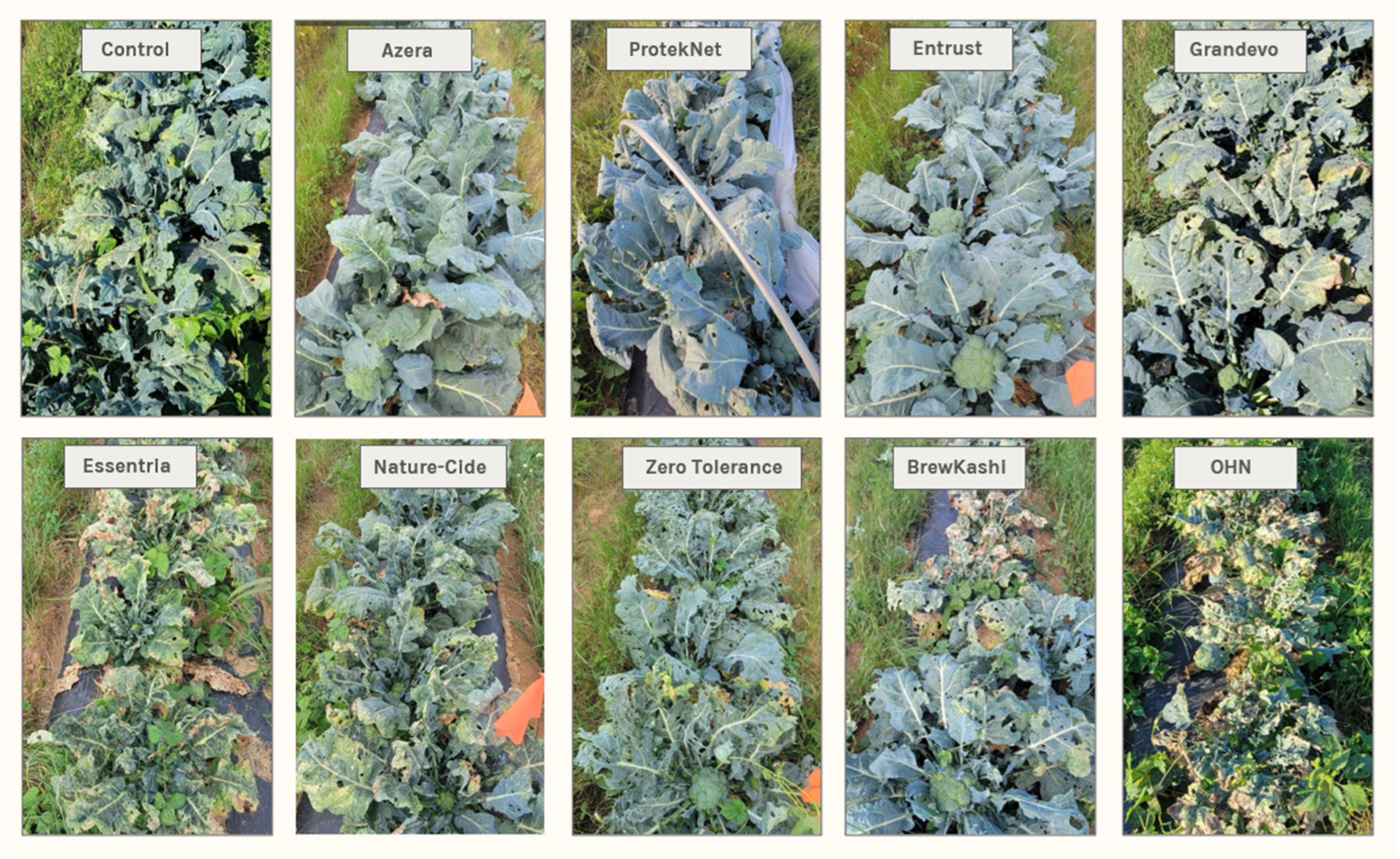Plants 13 01618 g001 Plants 13 01618 g001
