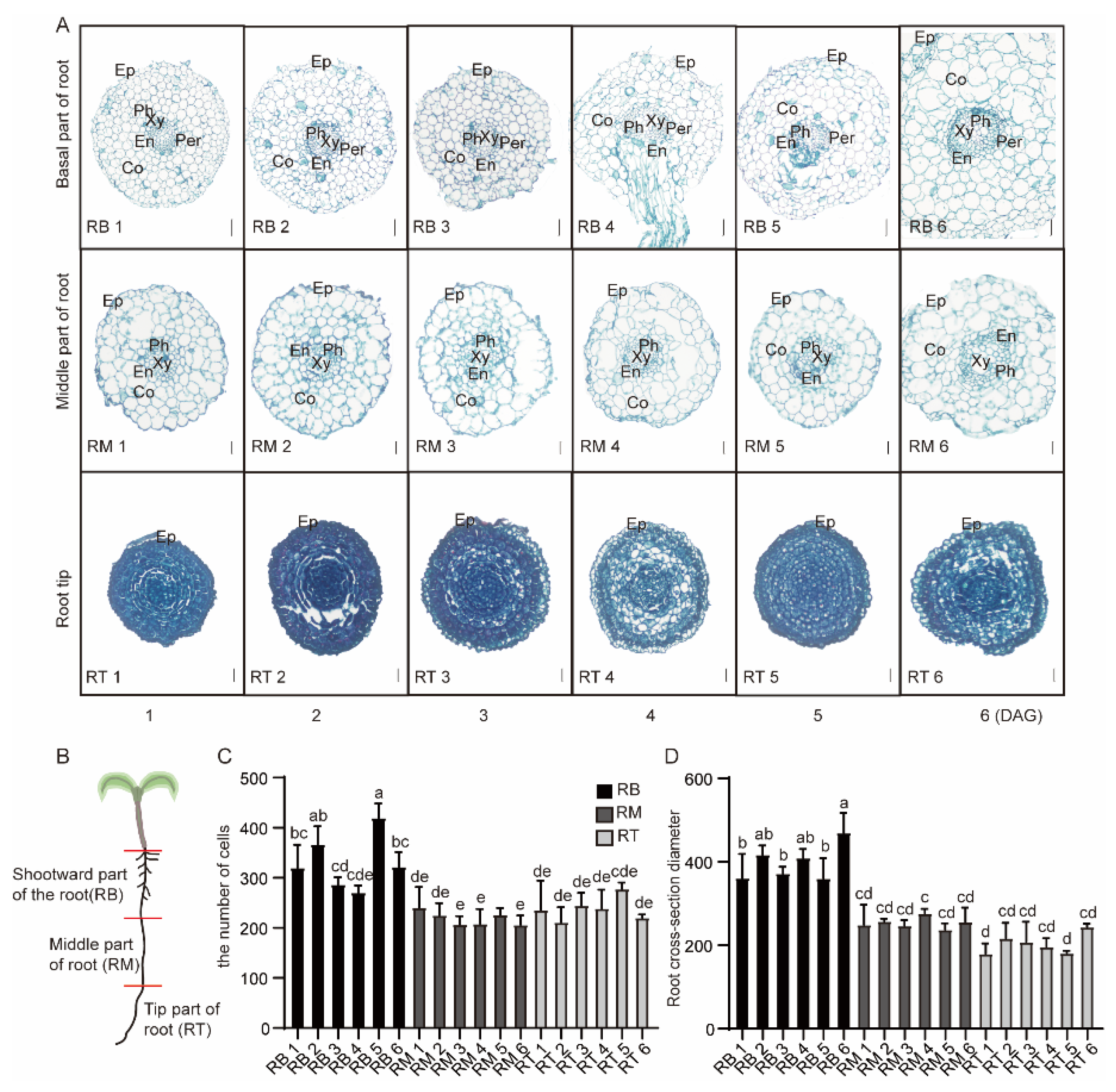 Plants 13 01620 g002