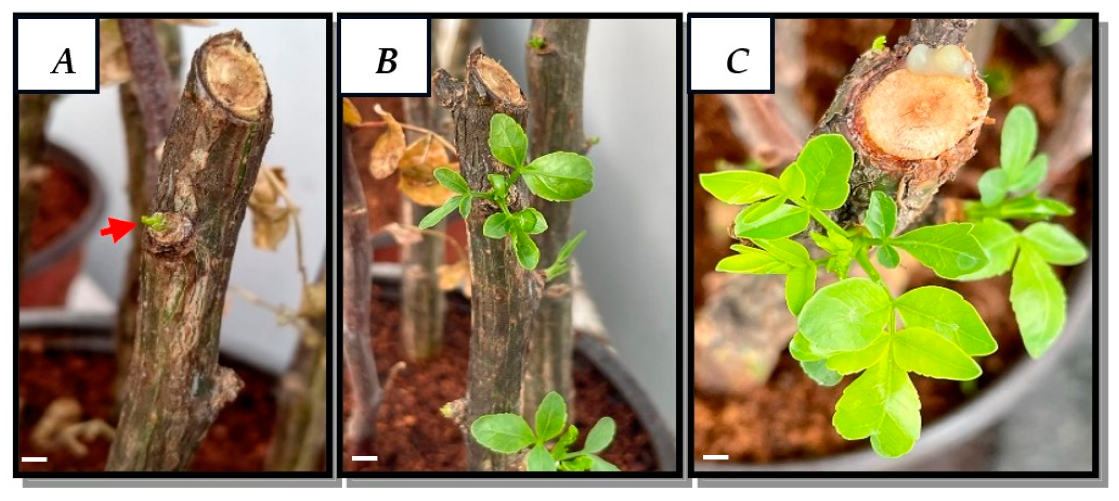 Plants 13 01622 g001 Plants 13 01622 g001